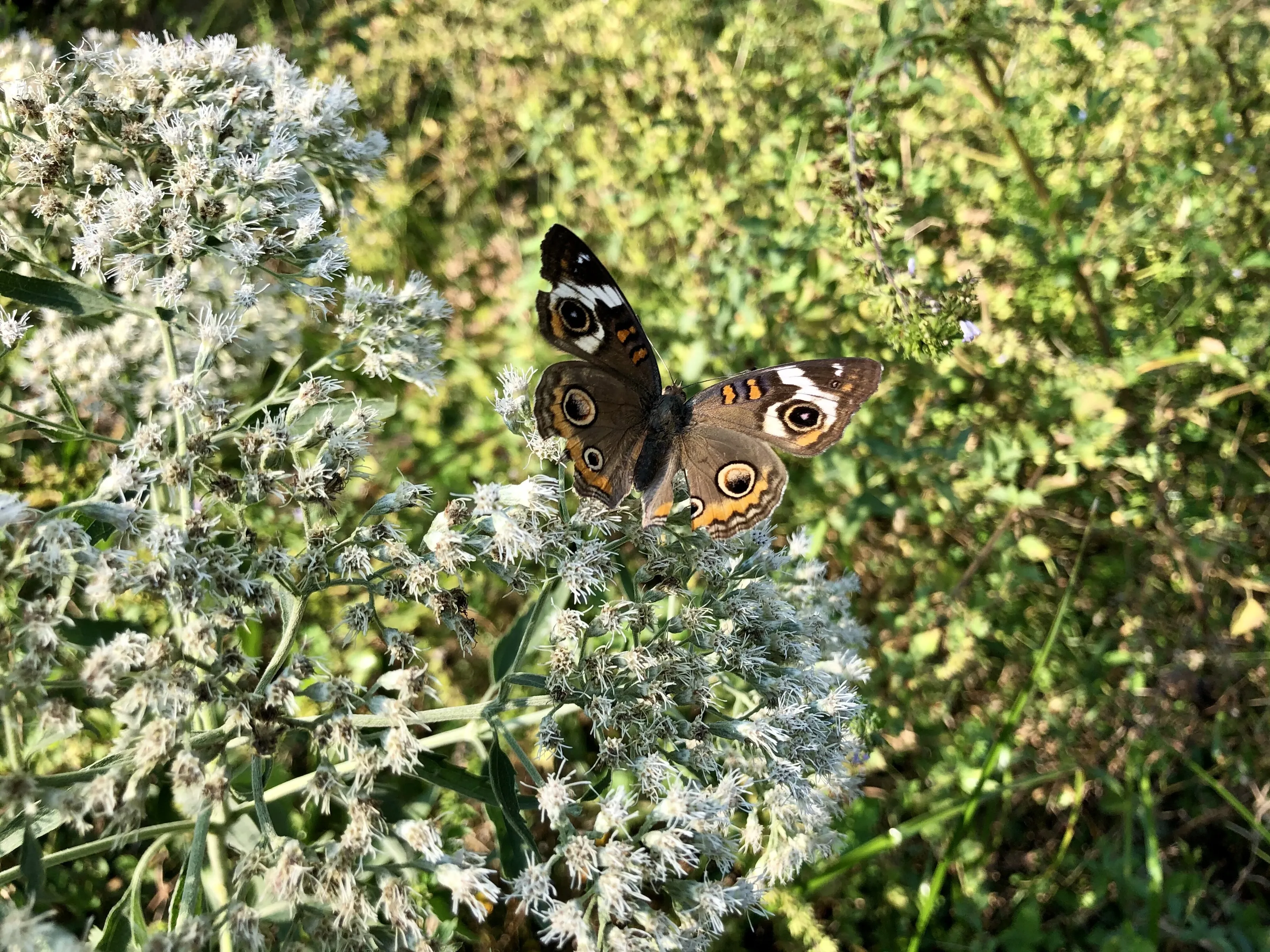 Tropic Buckeye on a Flower