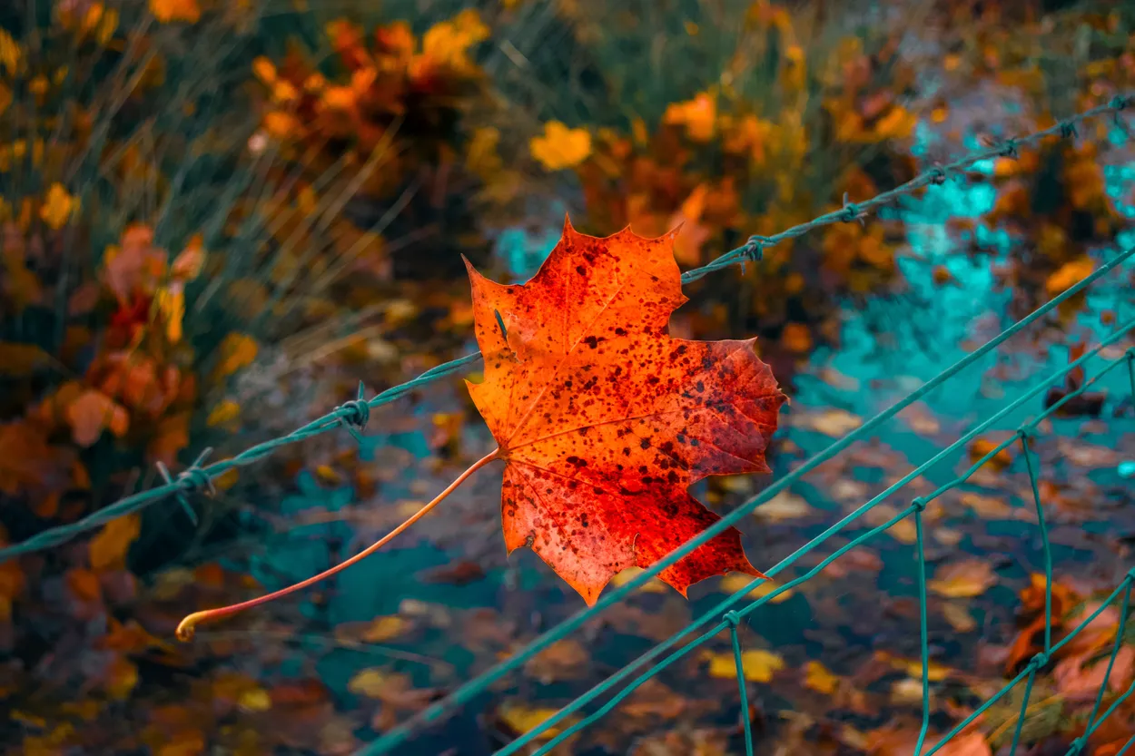 Burnt Orange Autumn Leaf