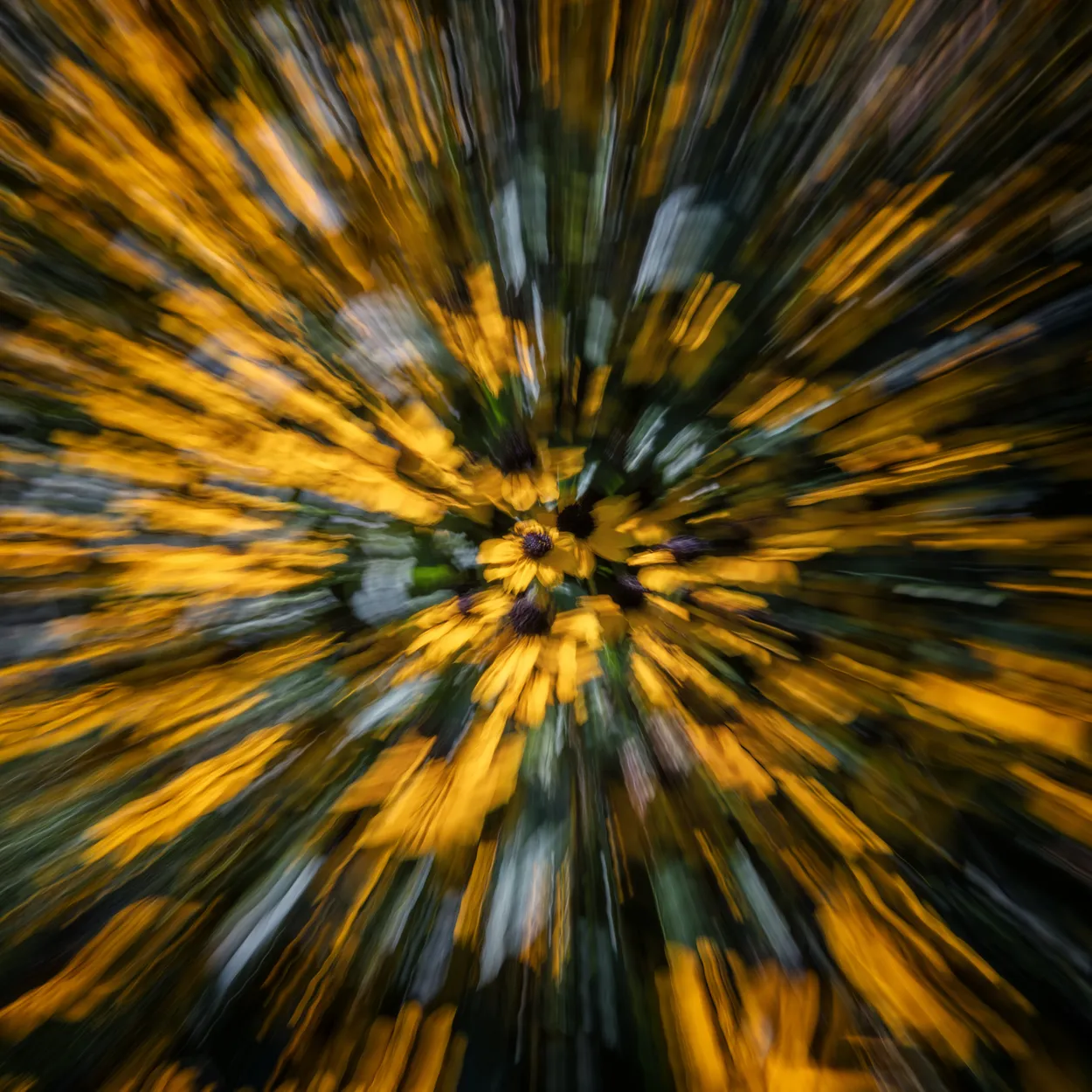 Entry 20069588