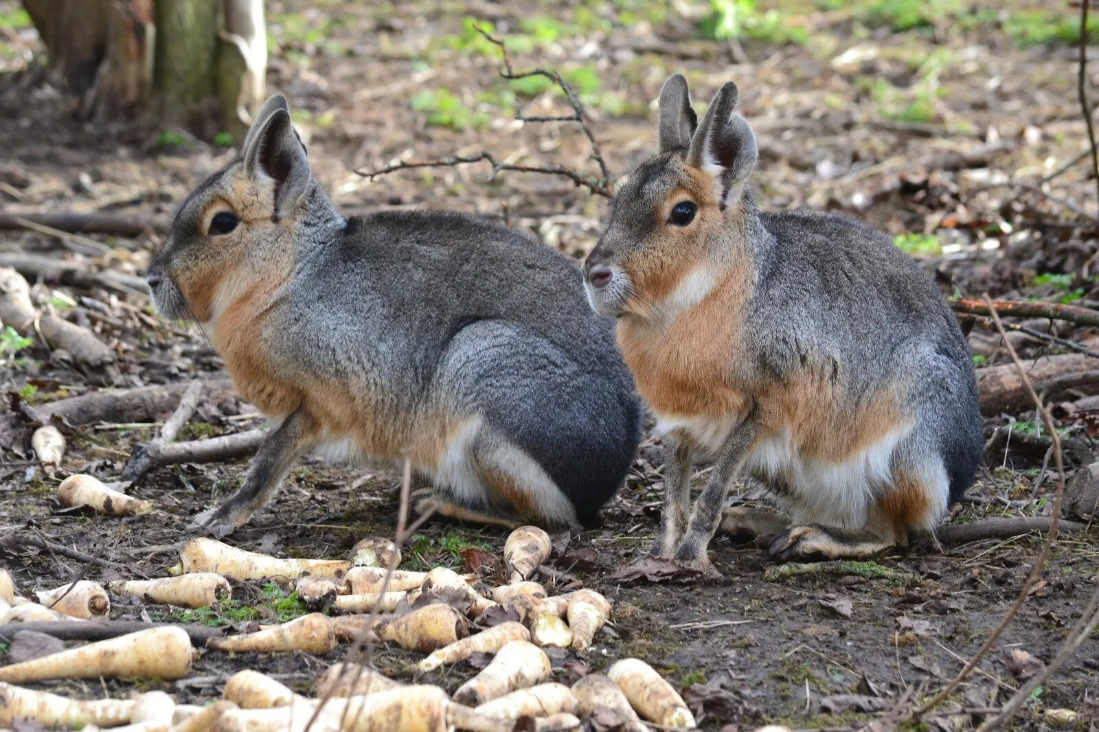 Patagonian Maras in woodland area