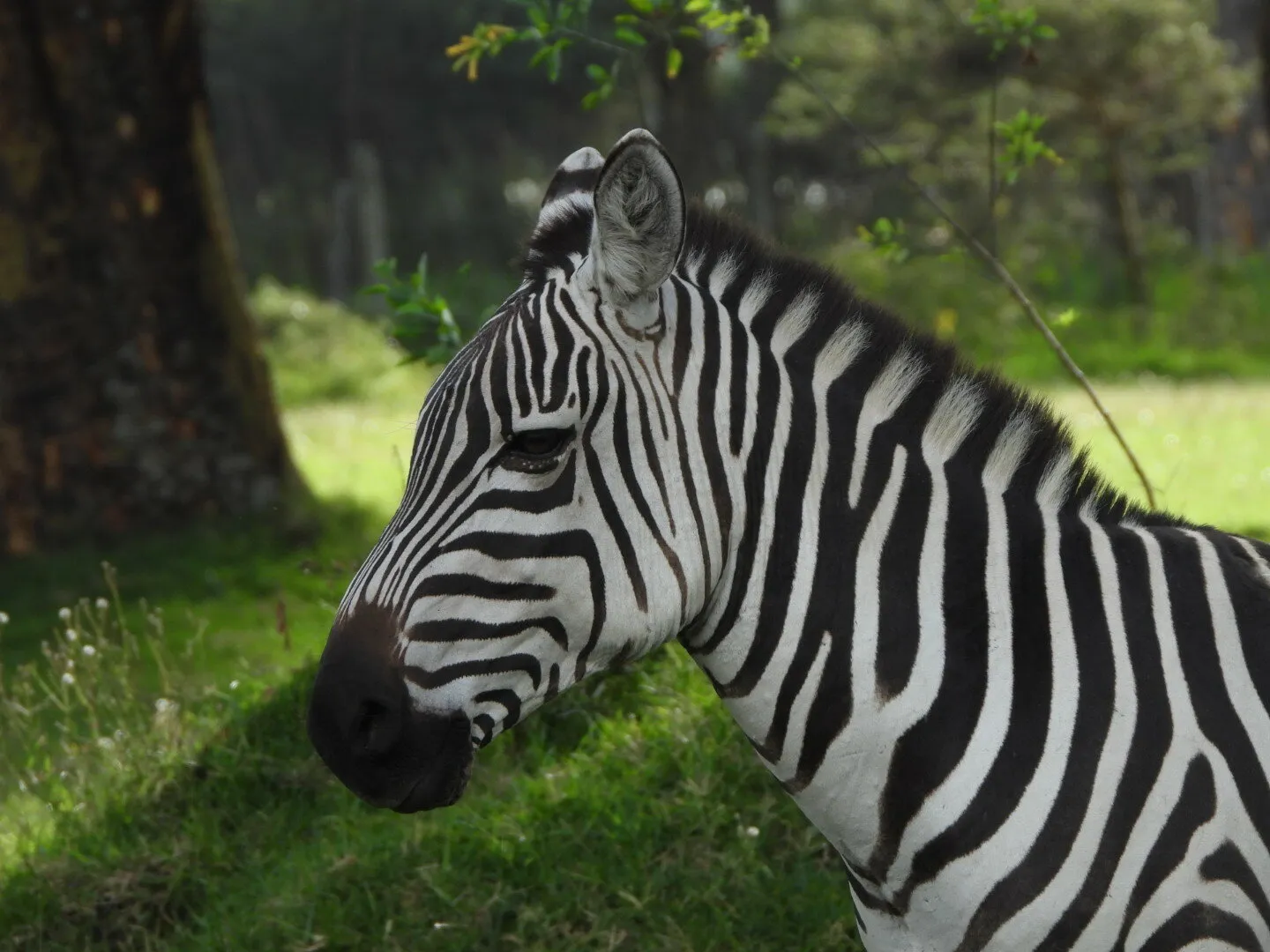 Beautiful Zebra