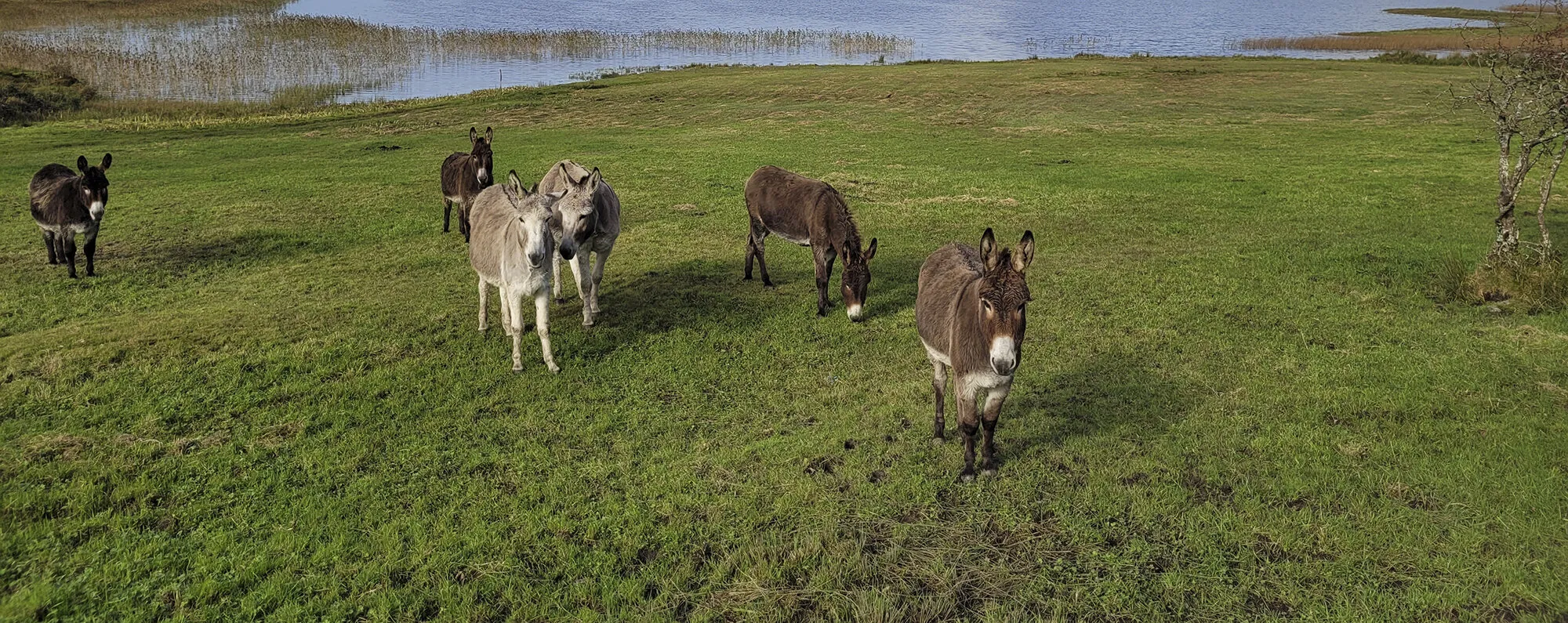 Donkeys