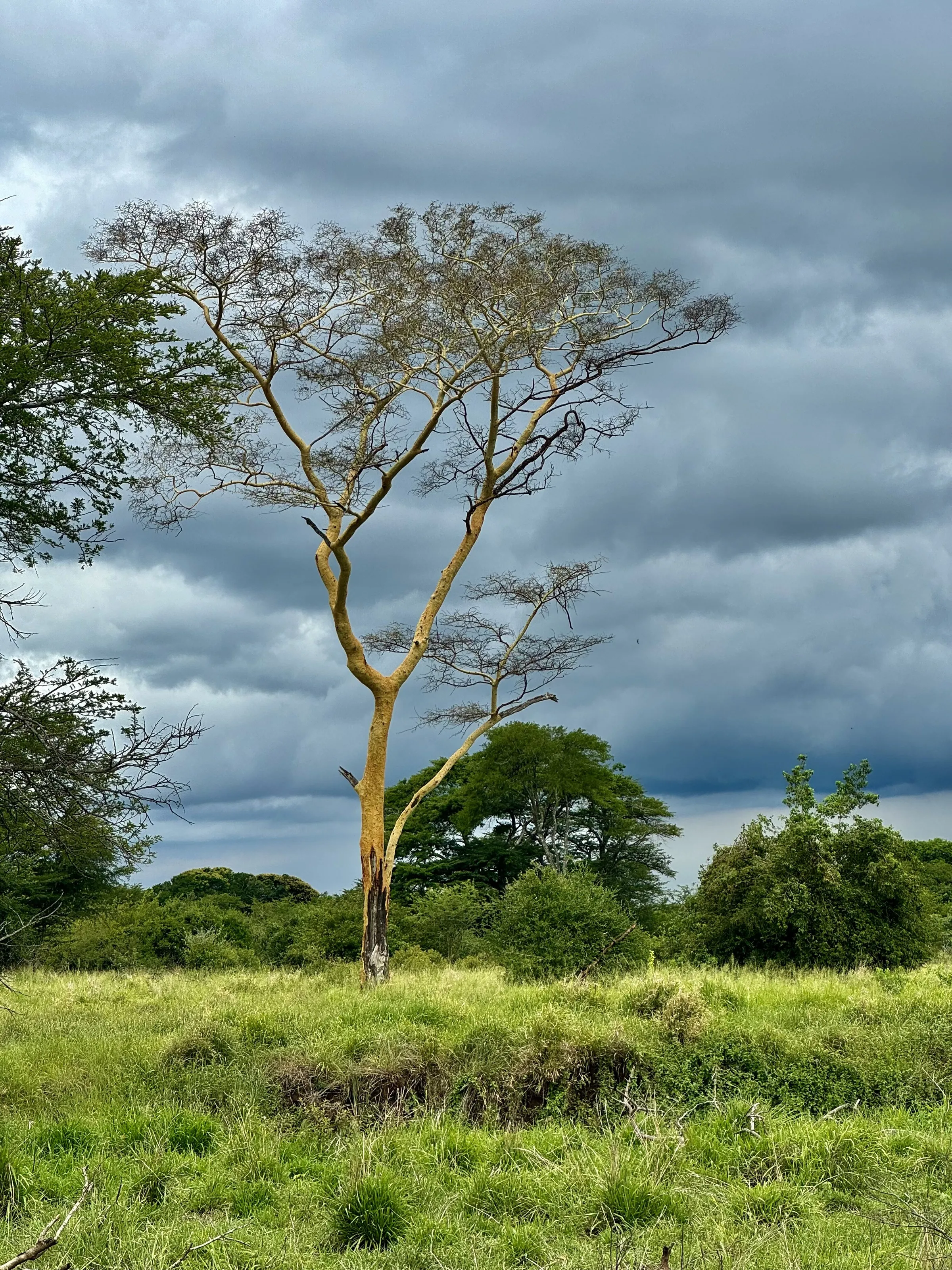 Fever tree