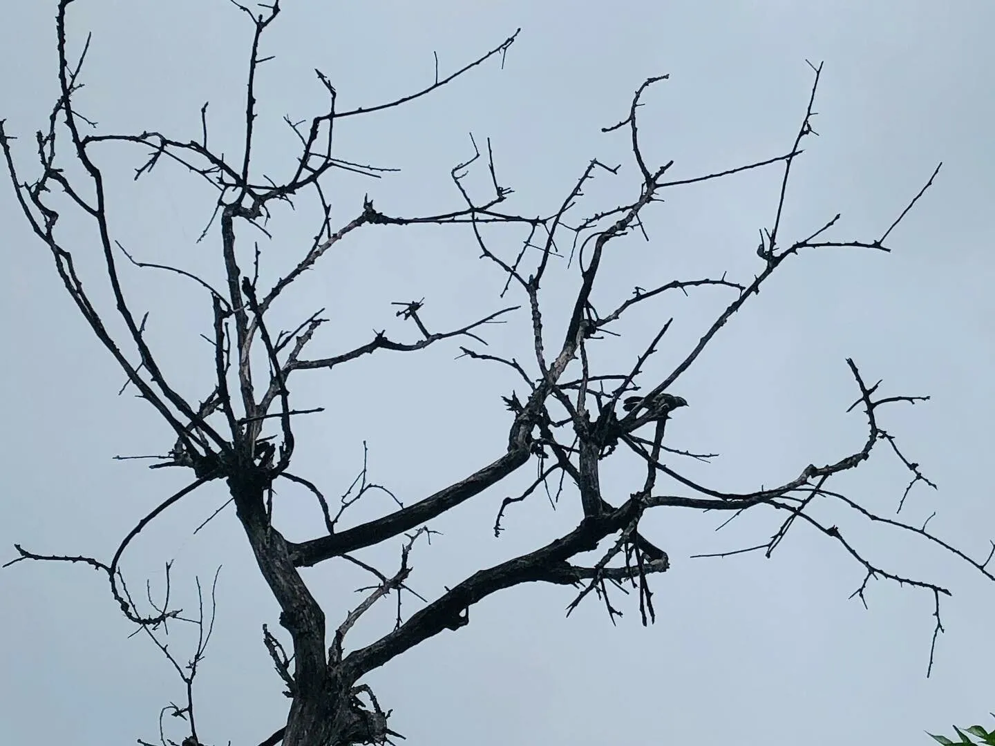 Silent Canopy