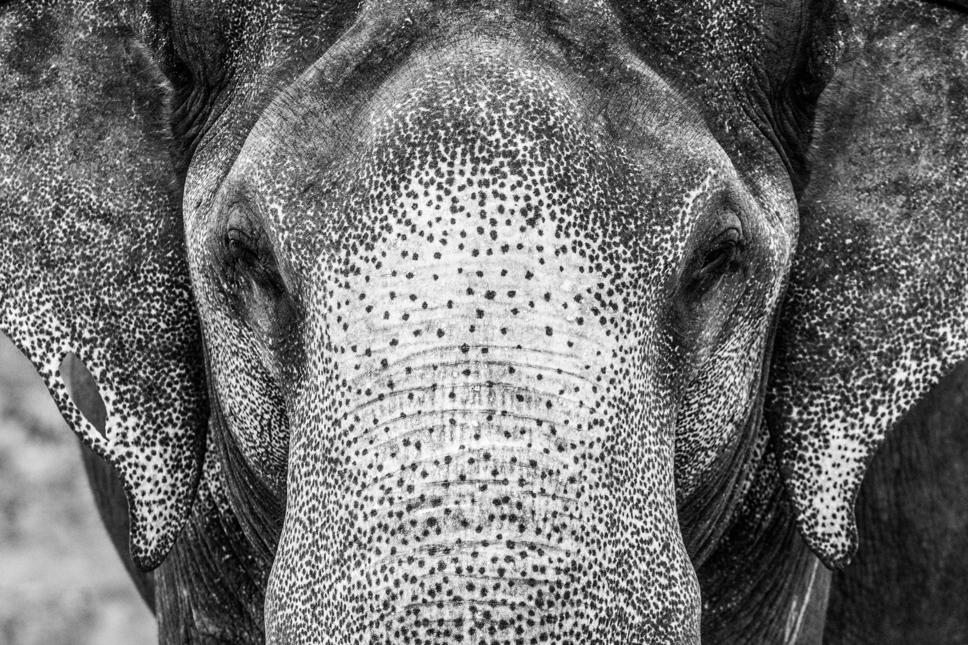 An Old Elephant