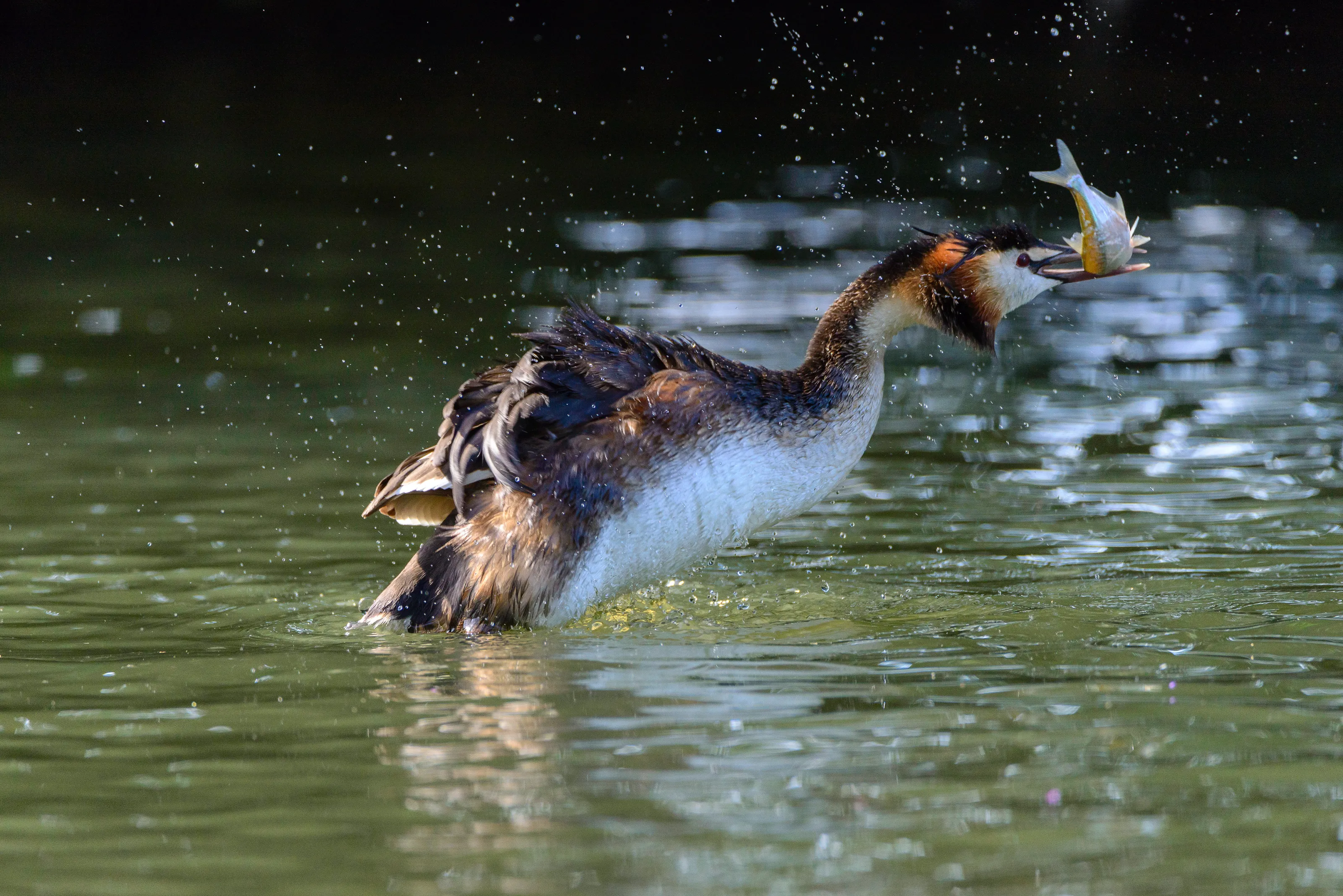 Great crested grebe with fish dinner