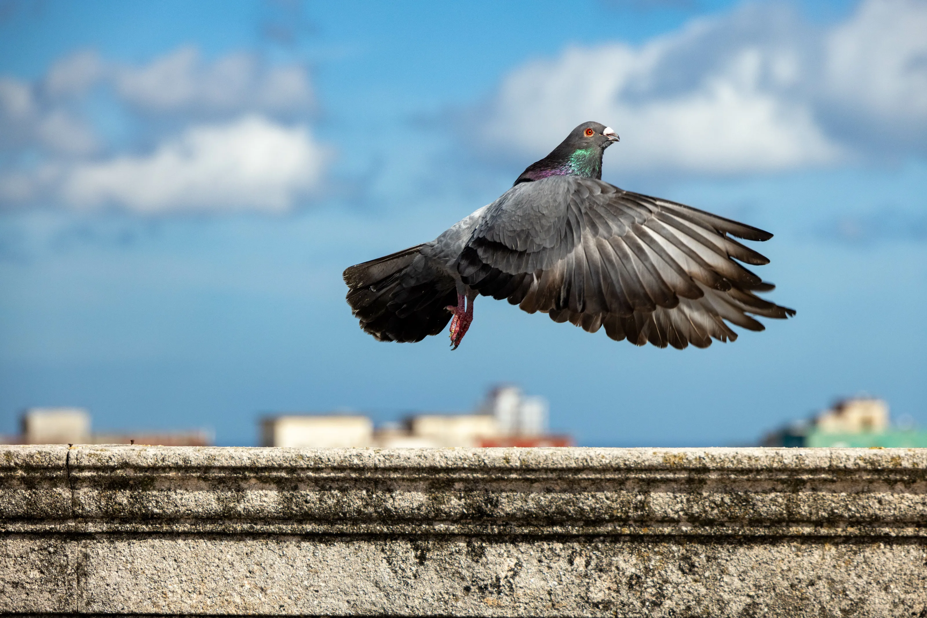 Pigeon Liftoff