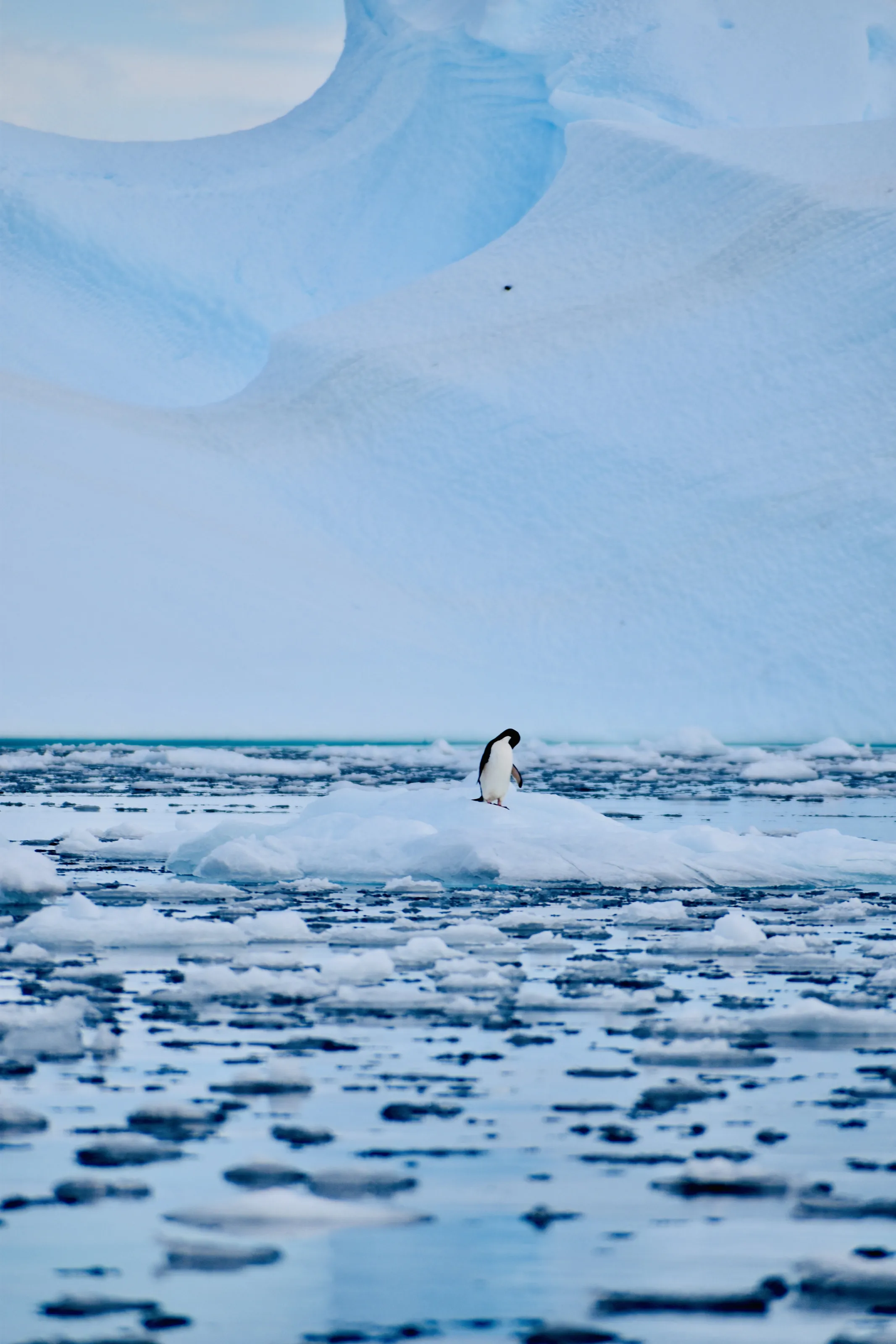 Solitary Penguin