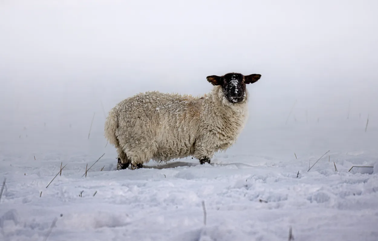 Sheep in the snow
