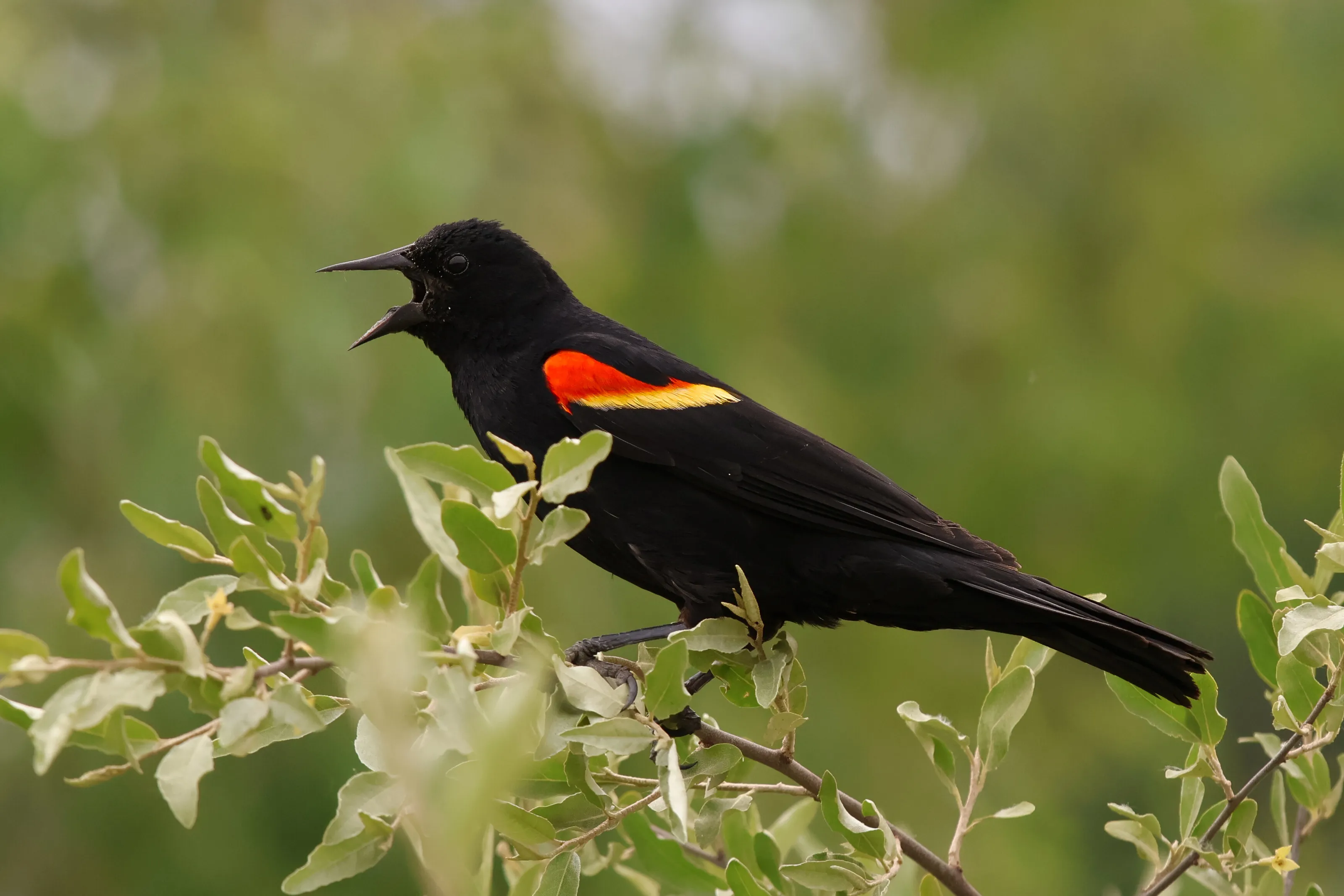 Red Winged Blackbird