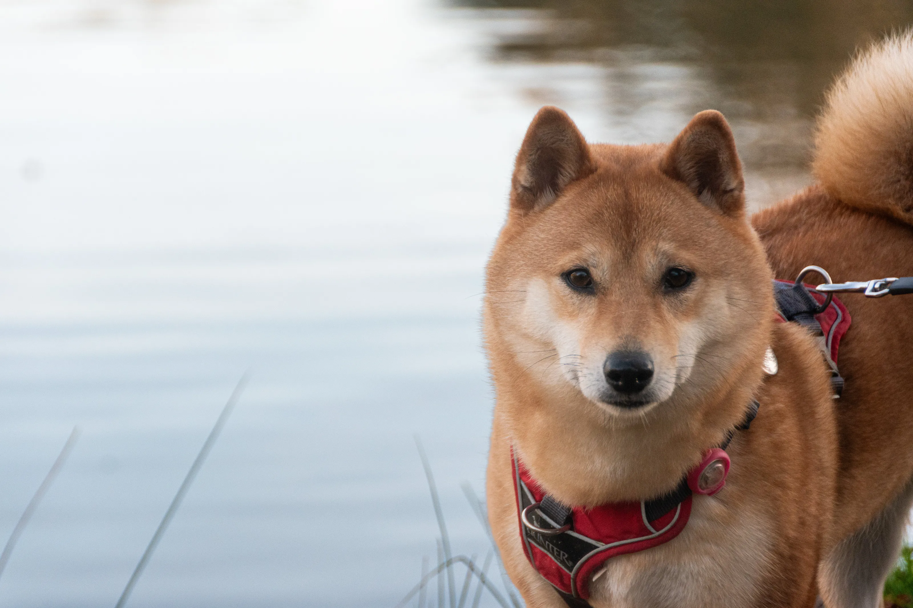 Akita