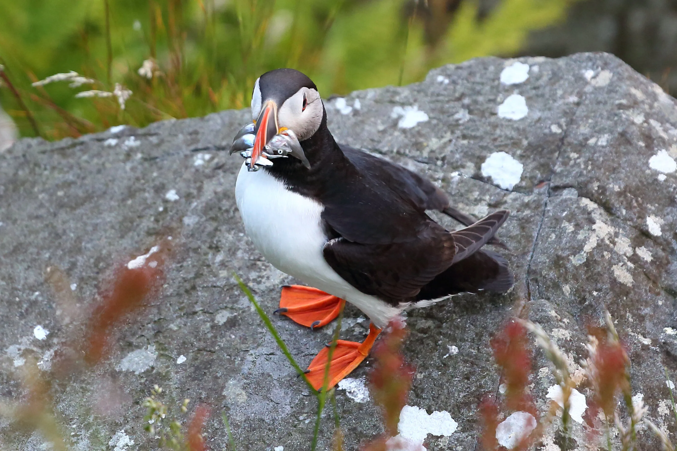 Puffin's lunch