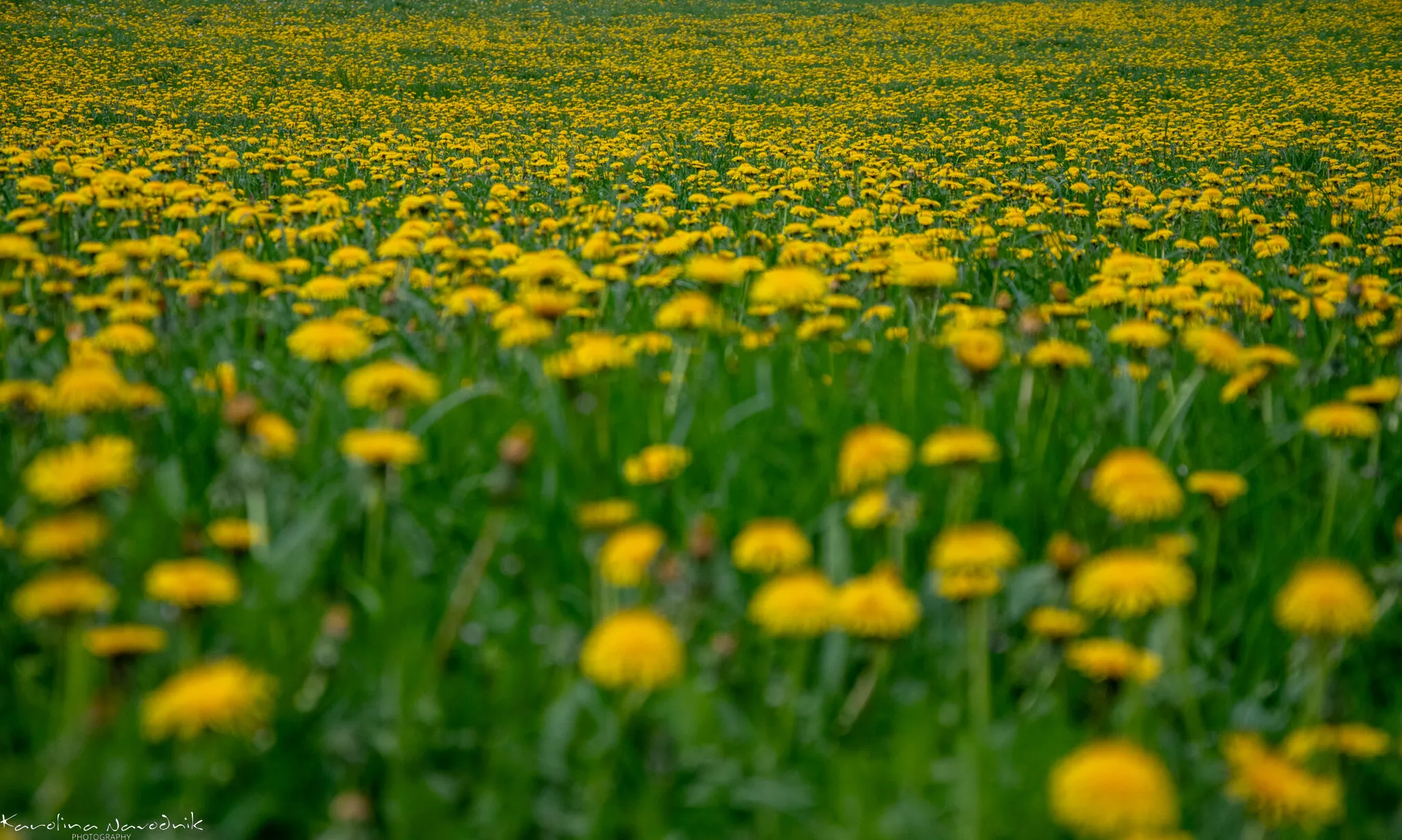 Blooming dandelions