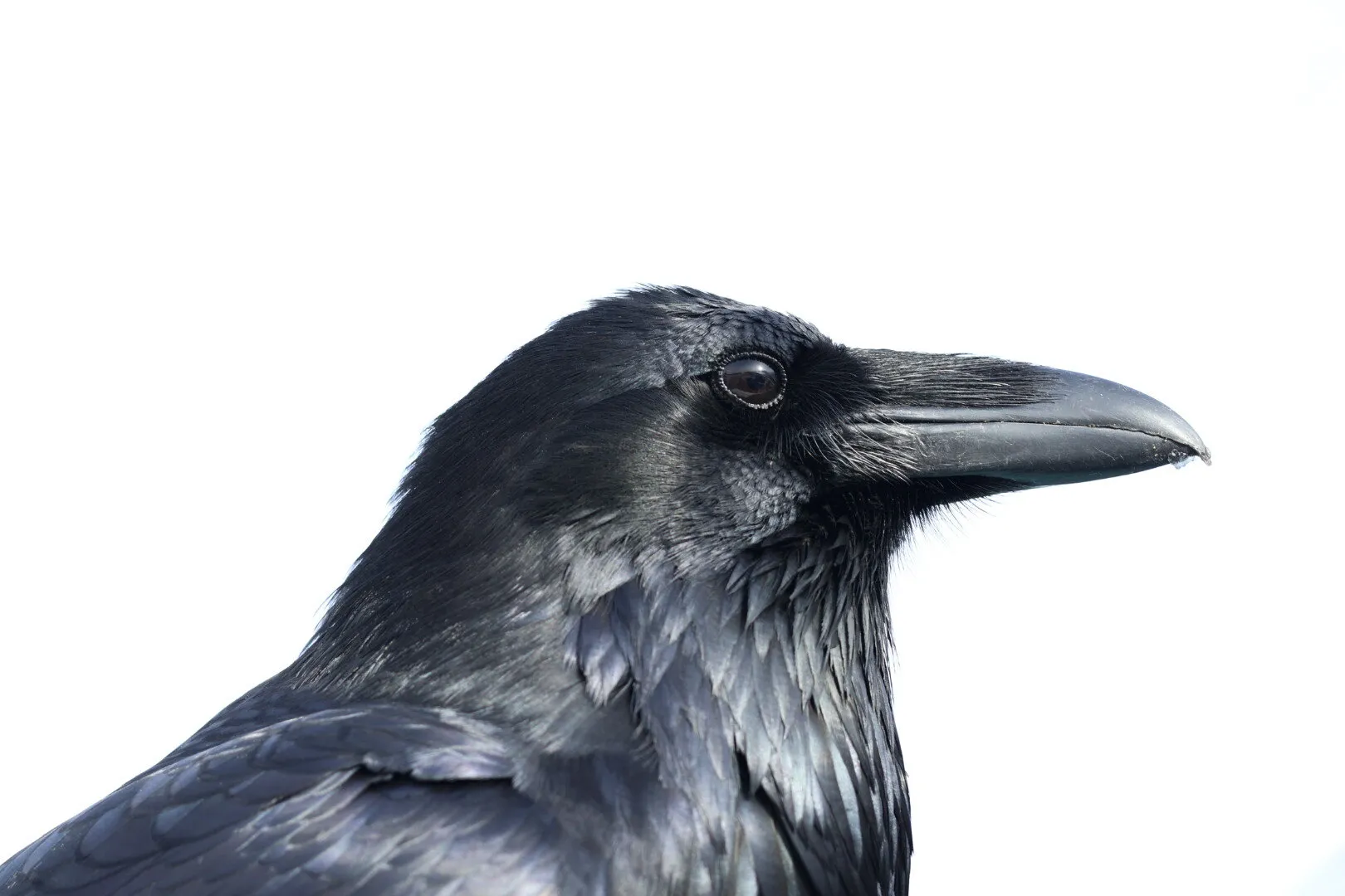 Raven