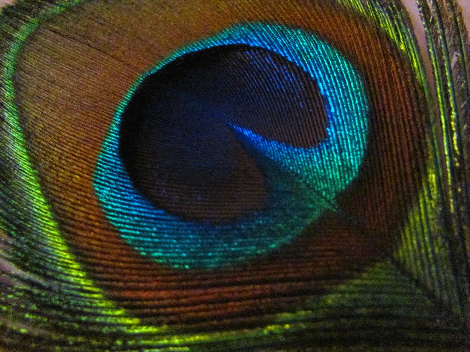 Feathers appear when angels are near