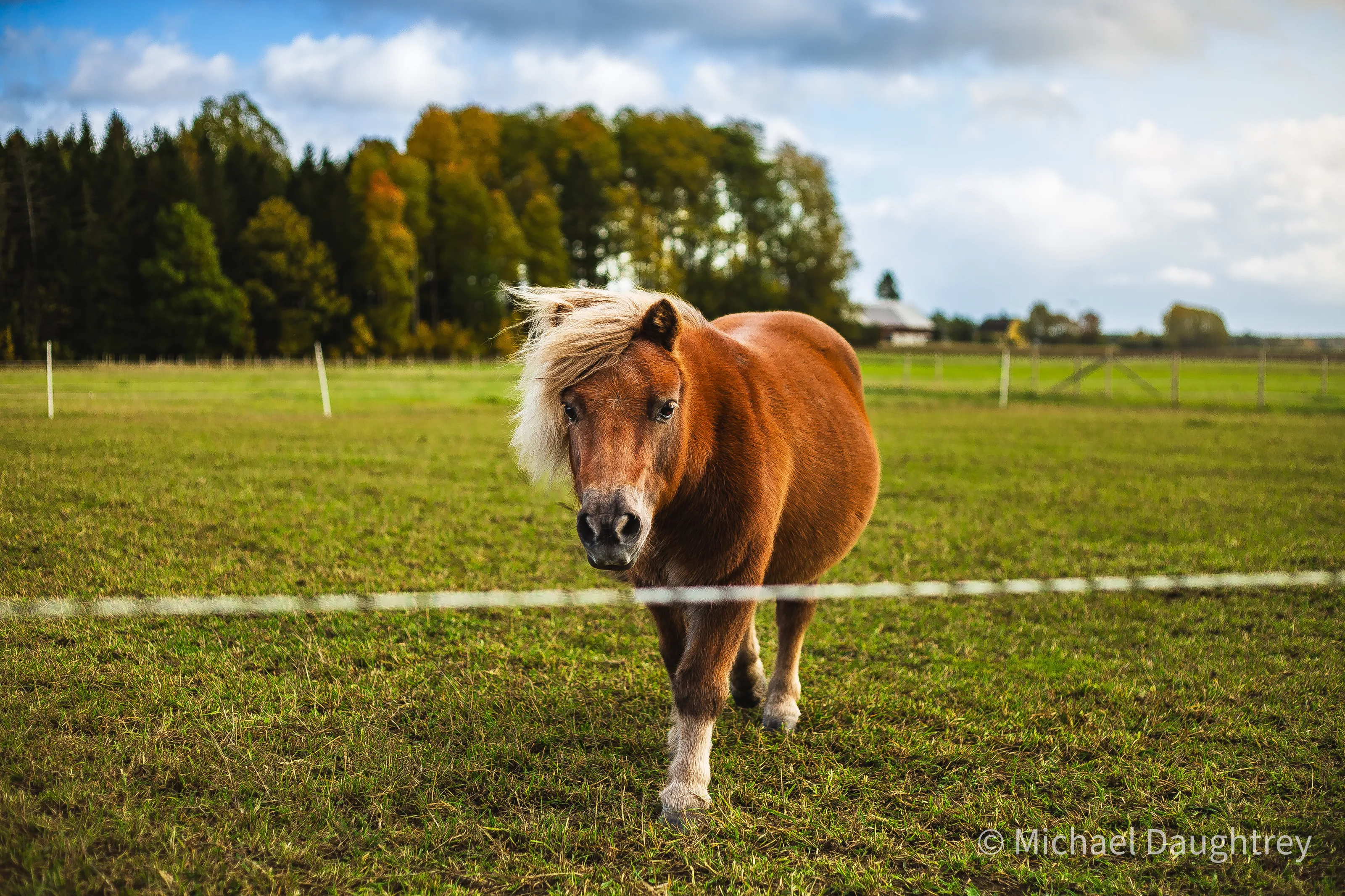 Shetland pony in the fall