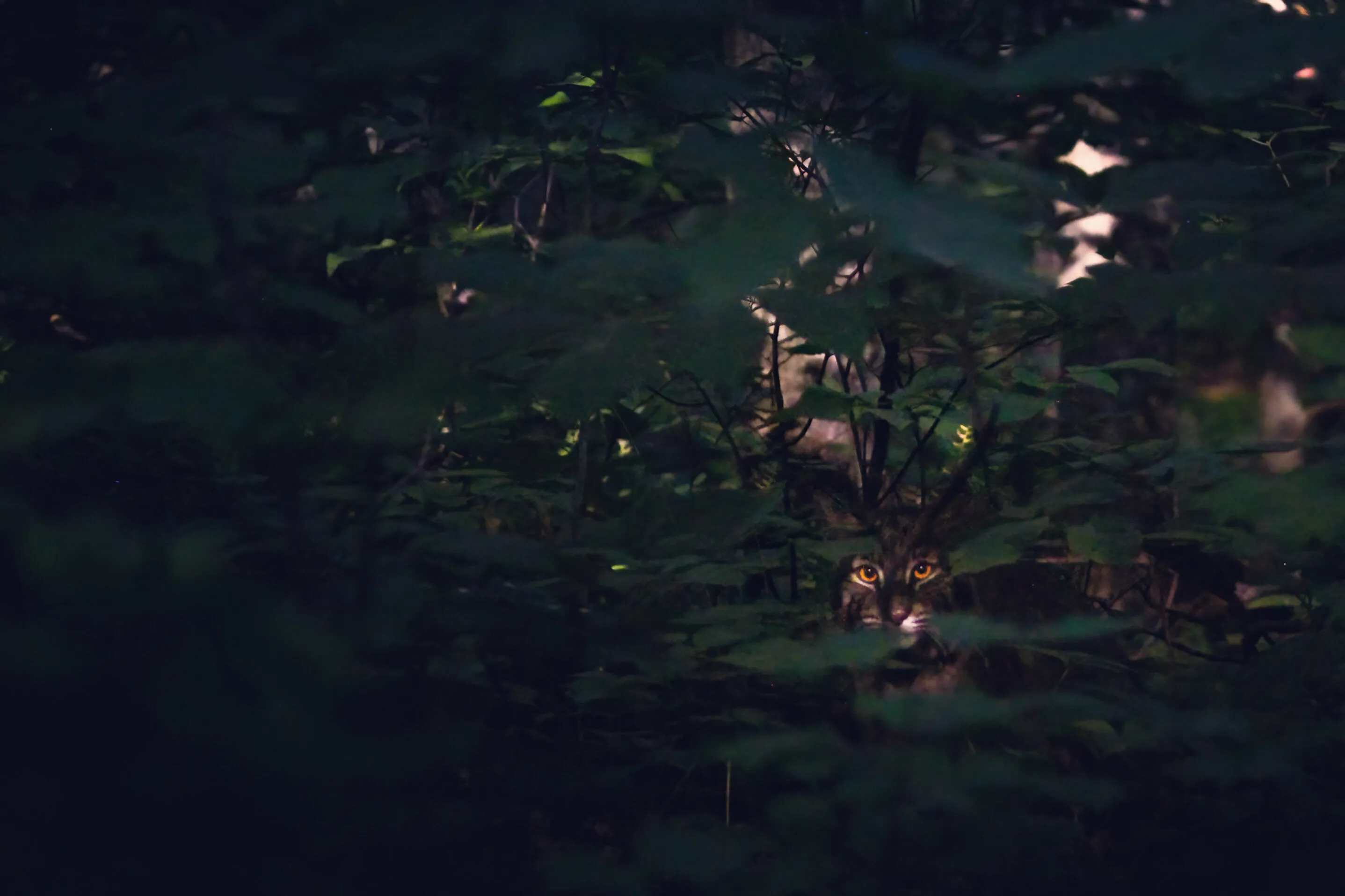 Bobcat