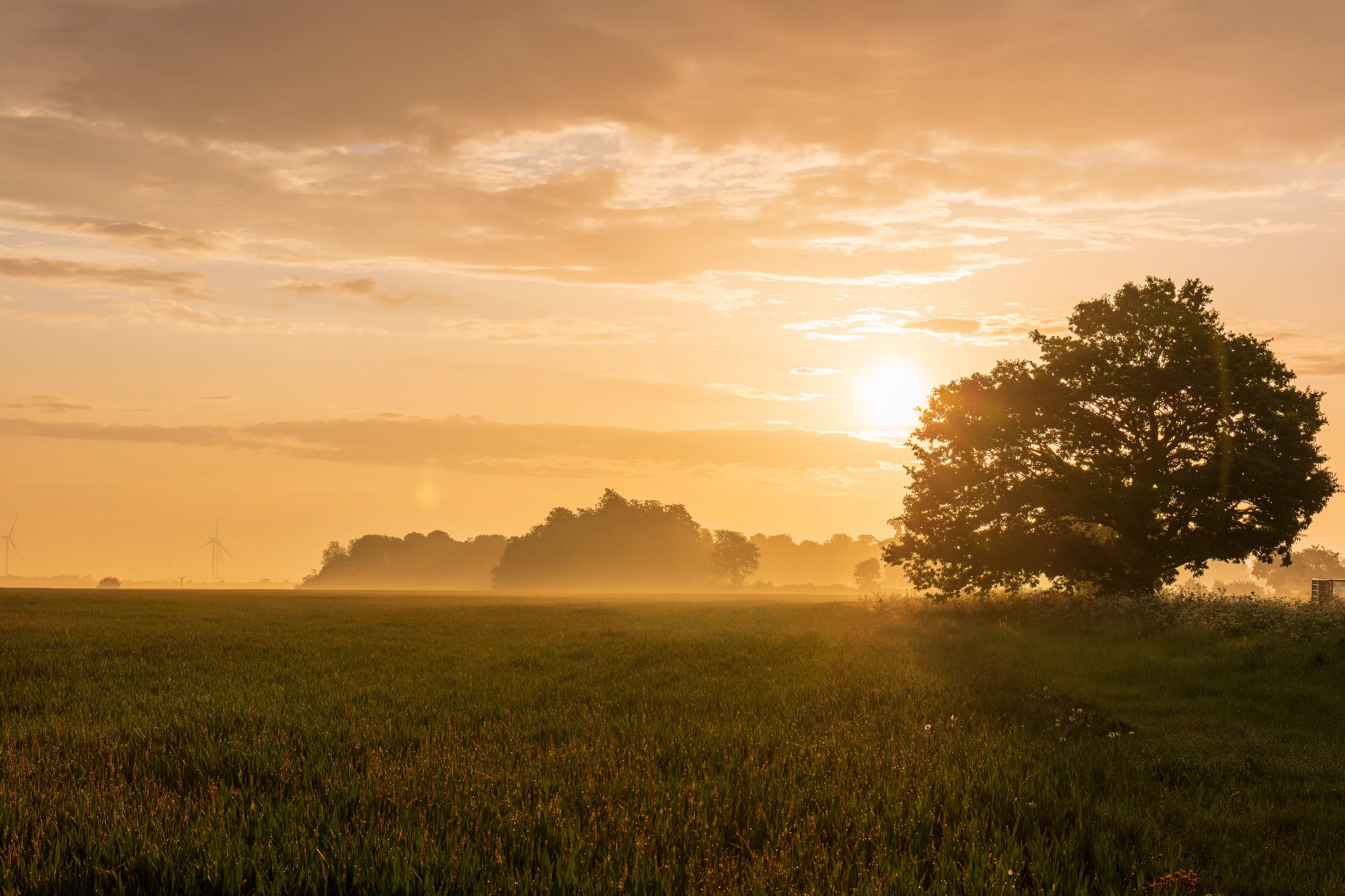 Misty Morning