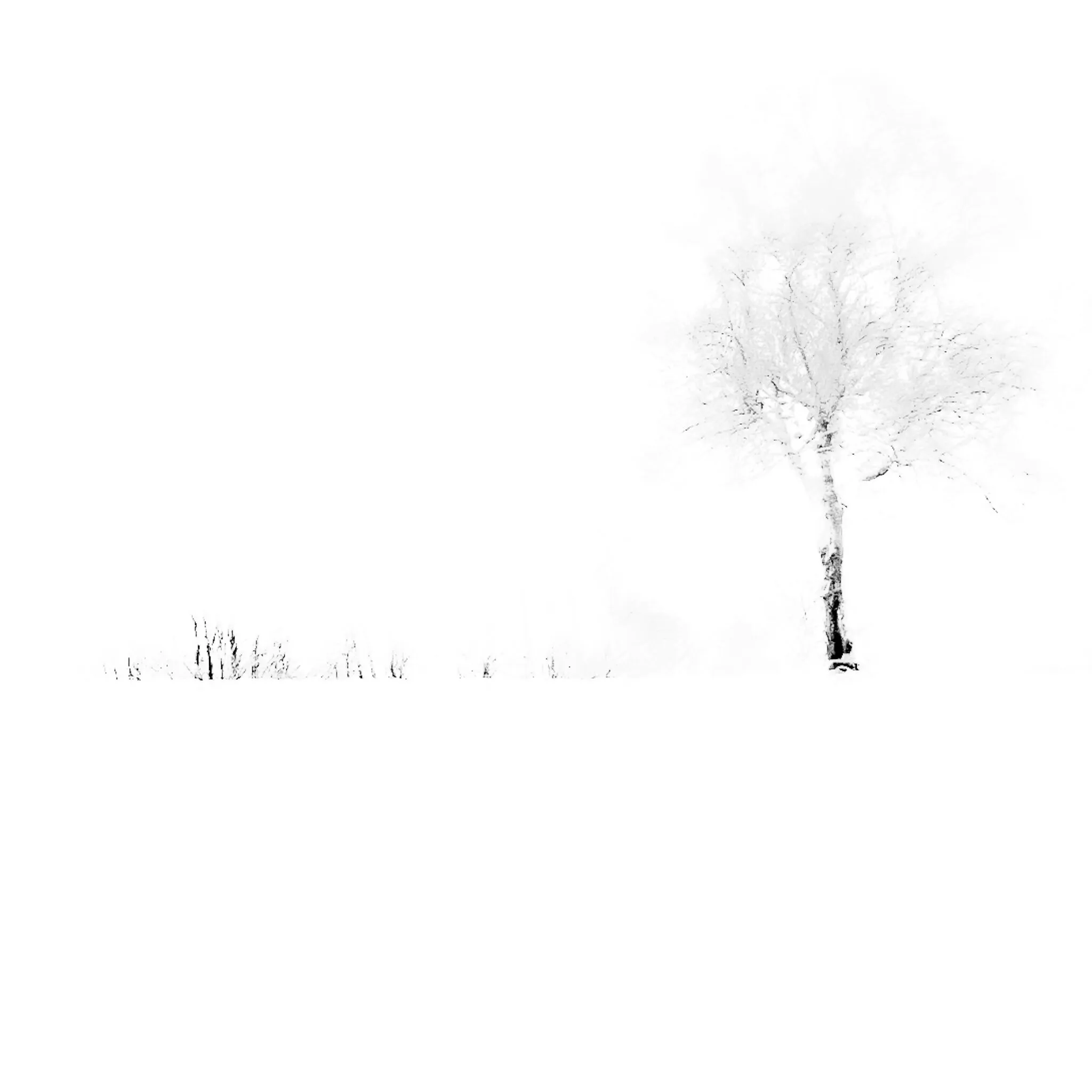Winter fading...