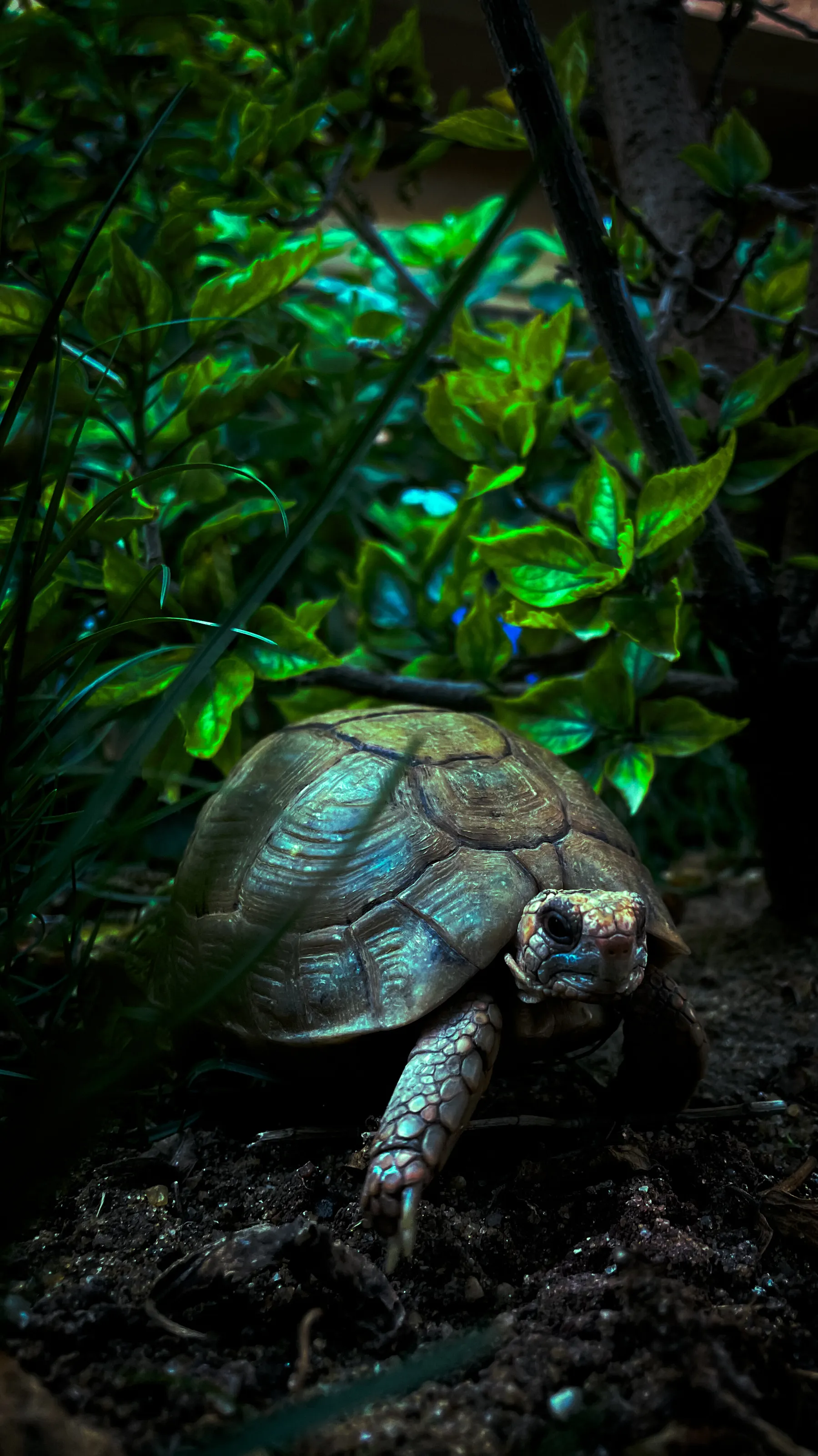 The Turtle Under The Green