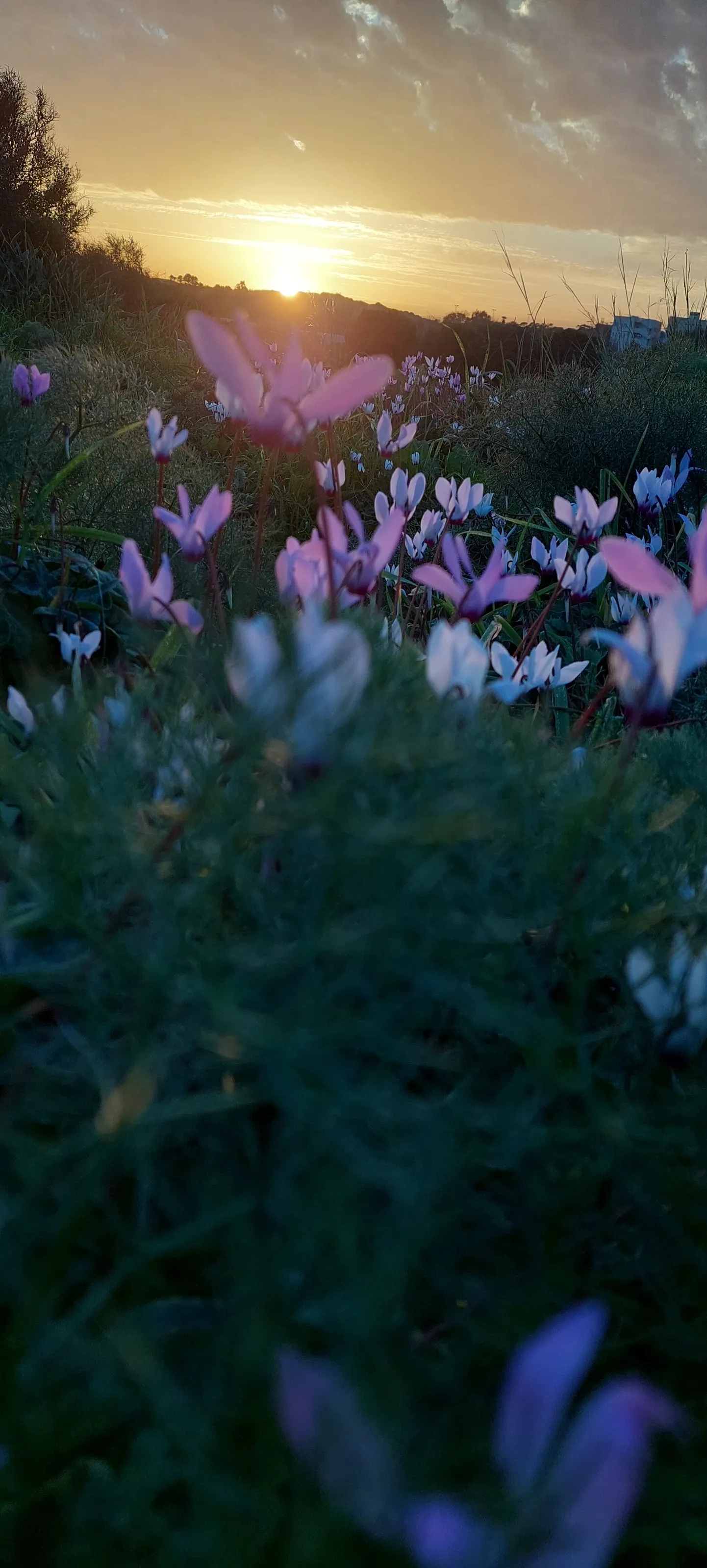 Dancing cyclamens