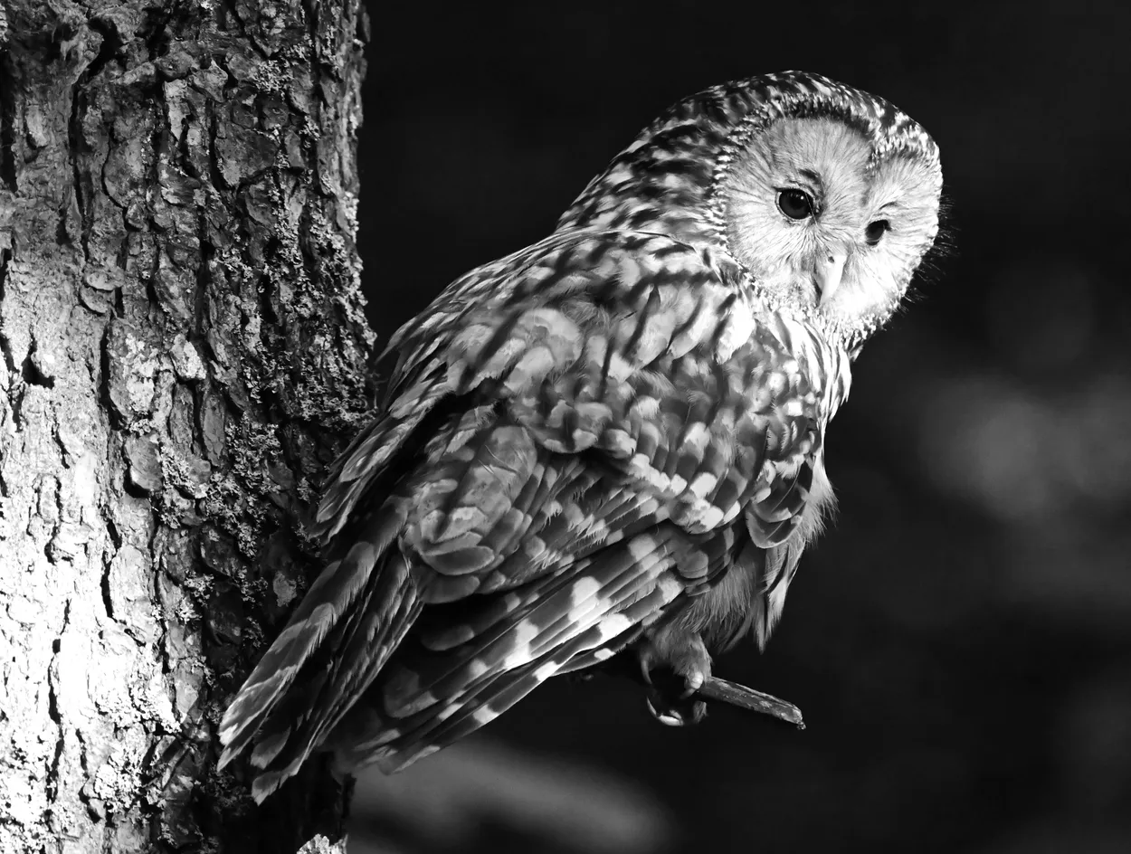 Ural owl portrait