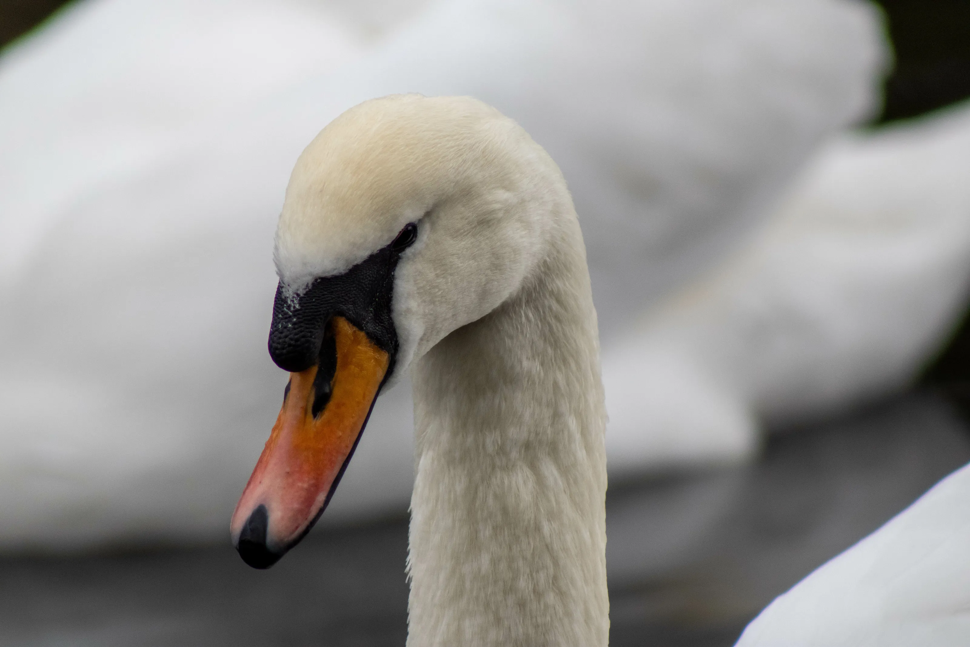 Swan closeup