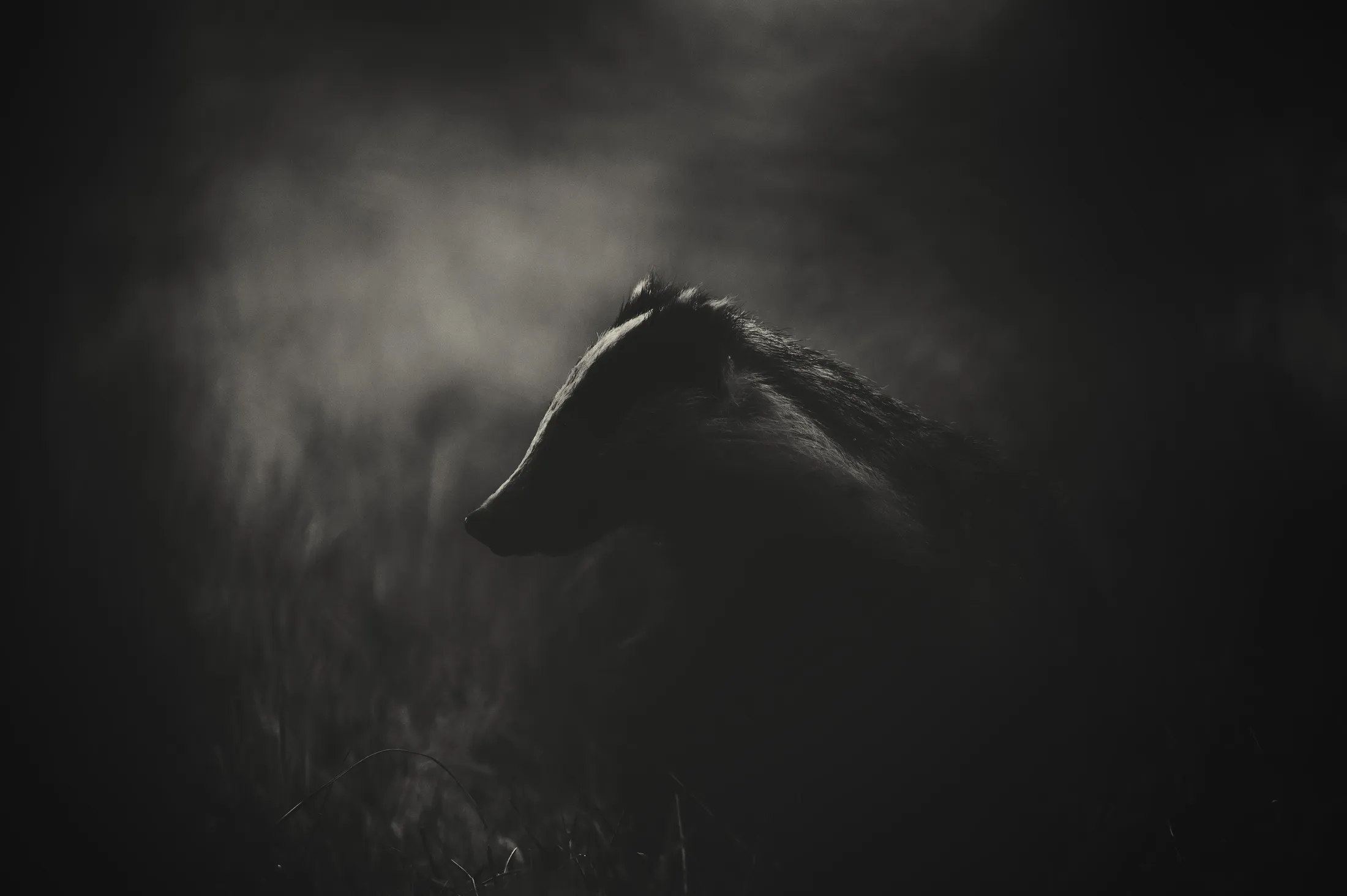 Badger profile
