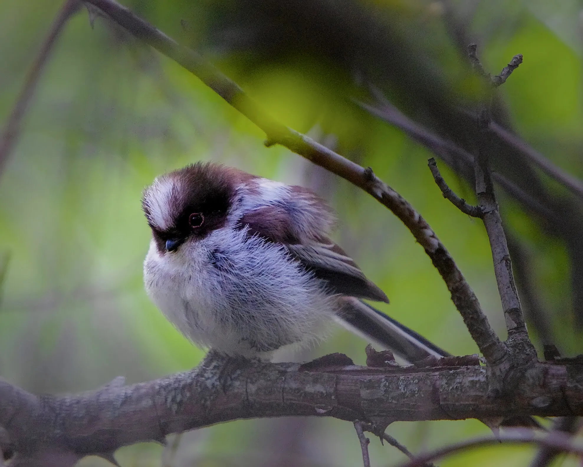 ball of feathers