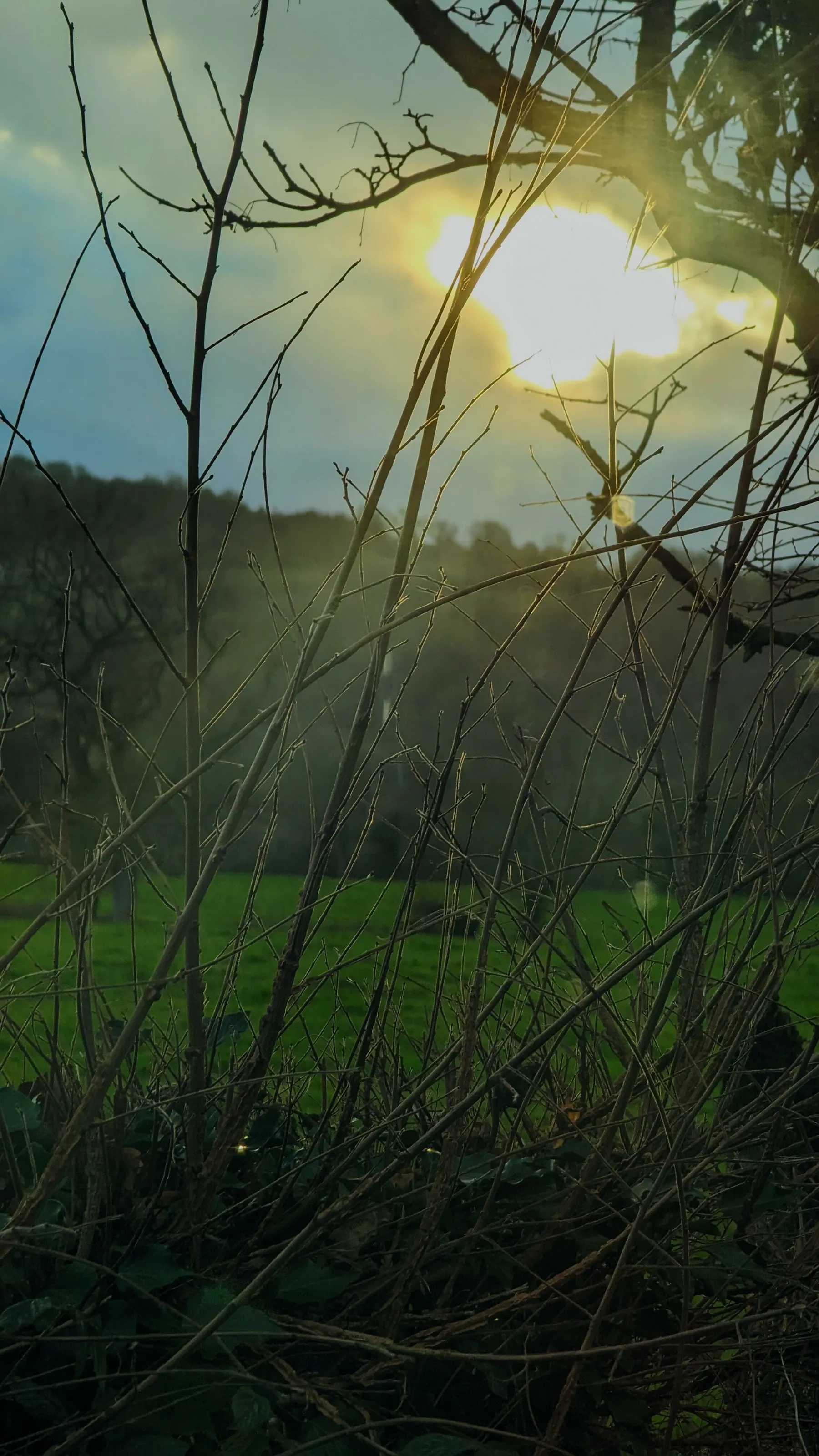 Banner image