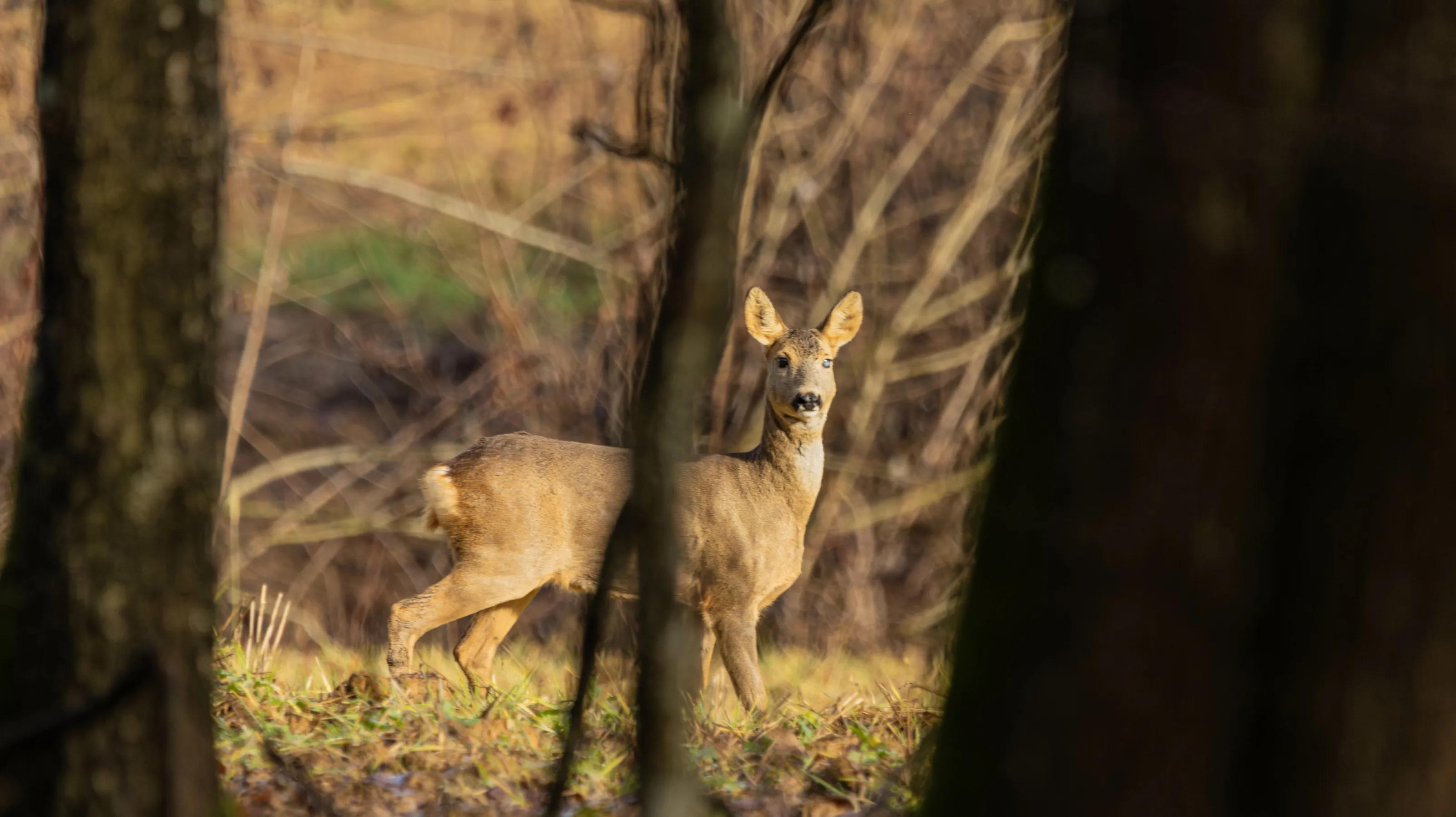 A doe that is blind in one eye