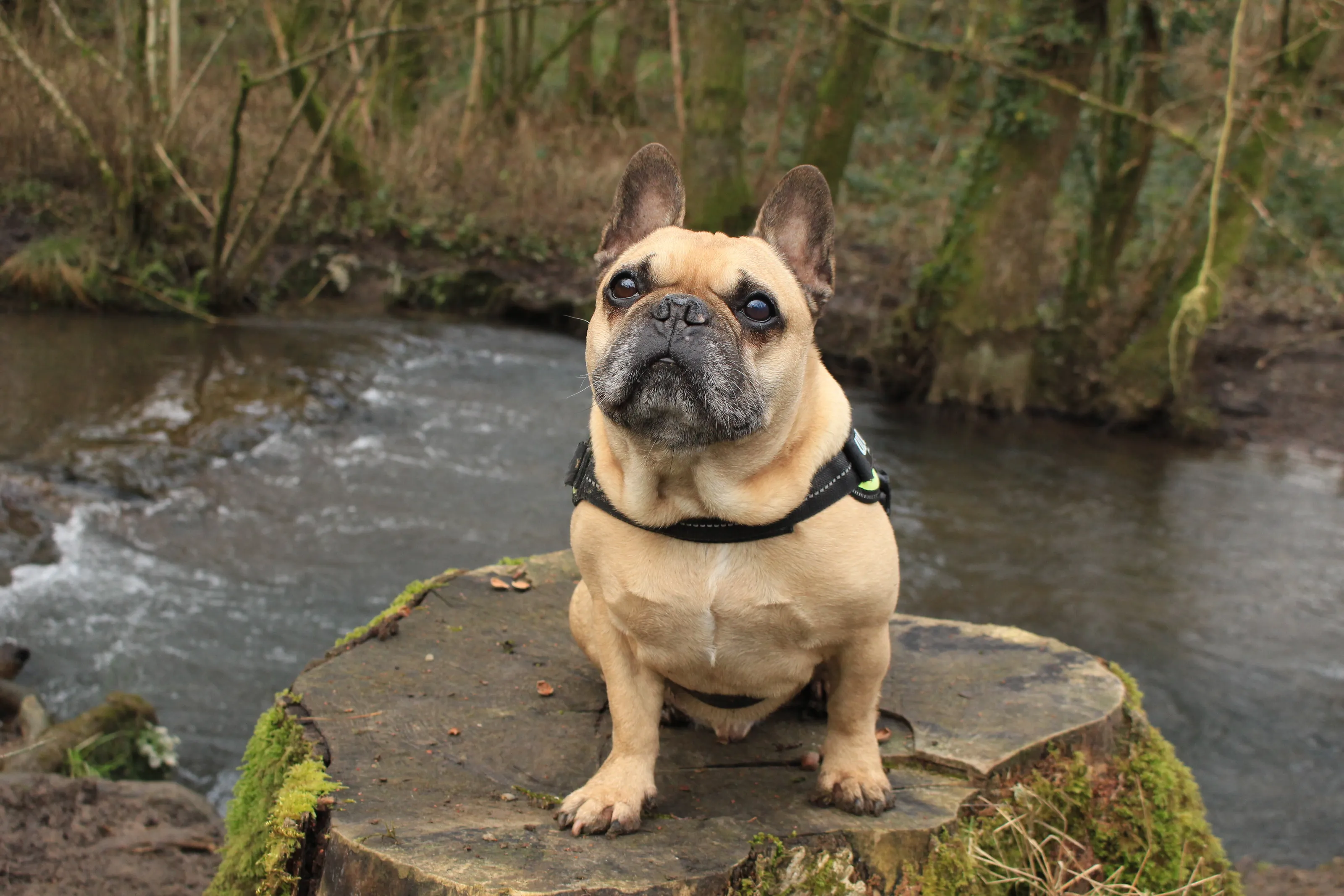frenchbull dog in the woods
