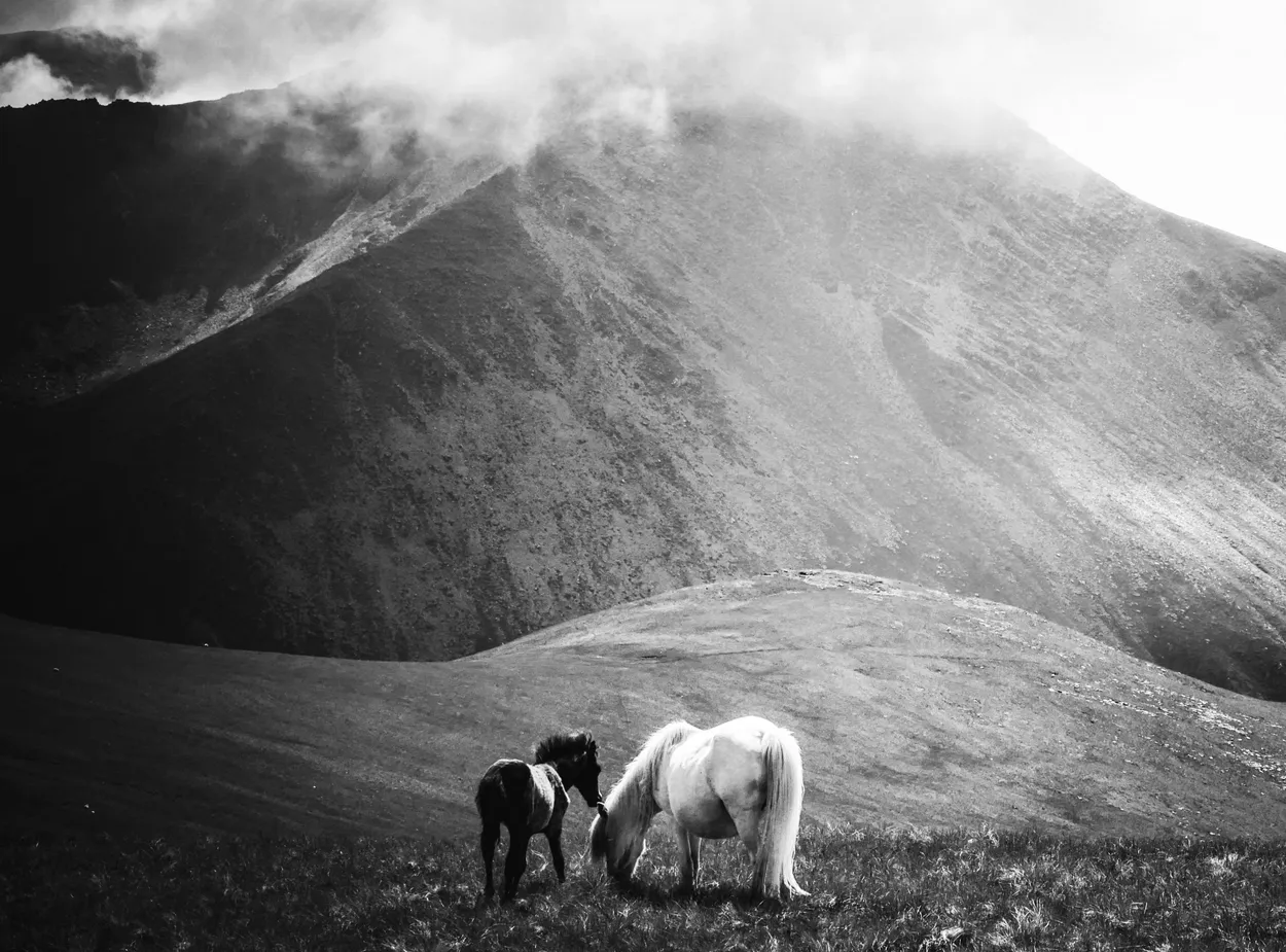 Wild Welsh Ponies