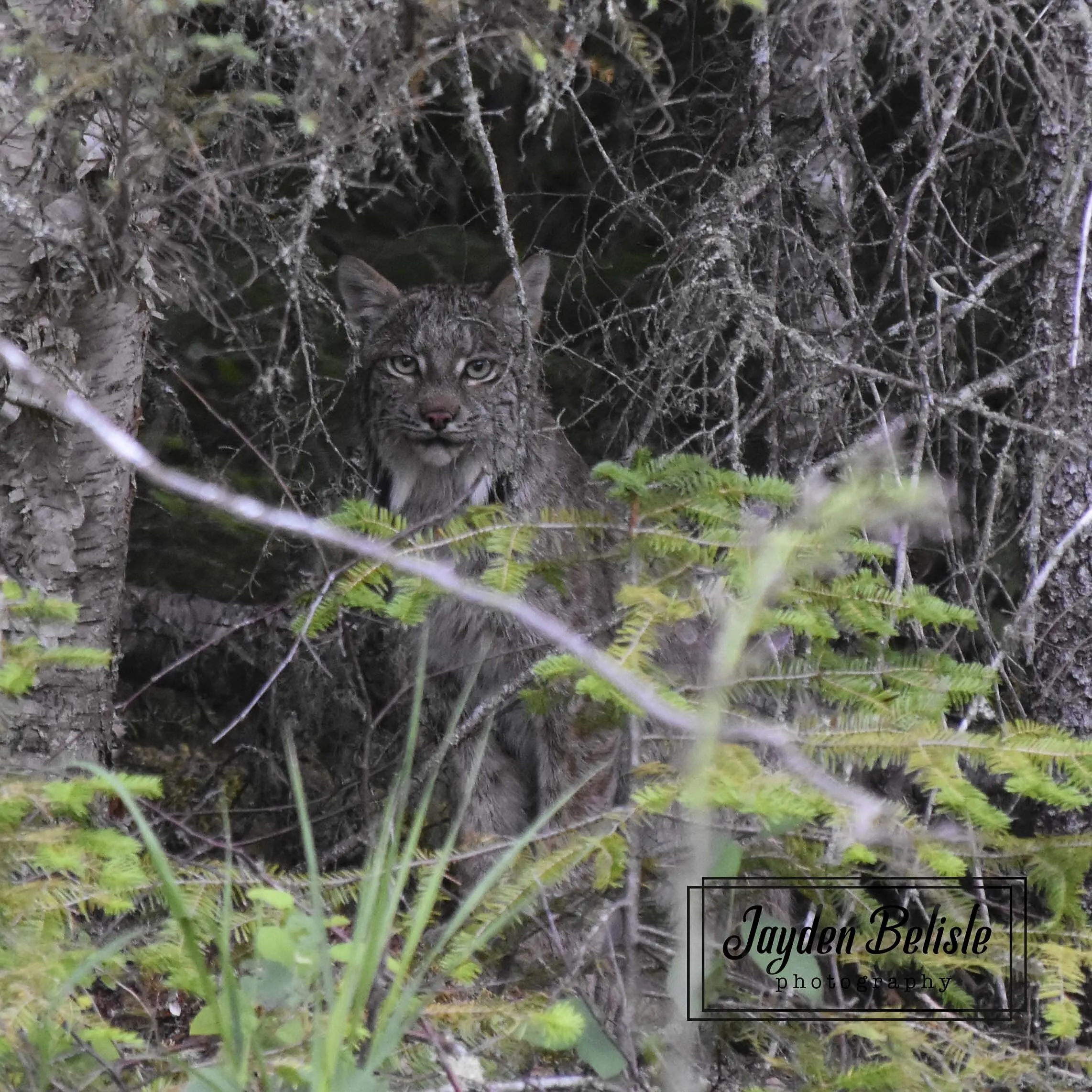 Canadian lynx