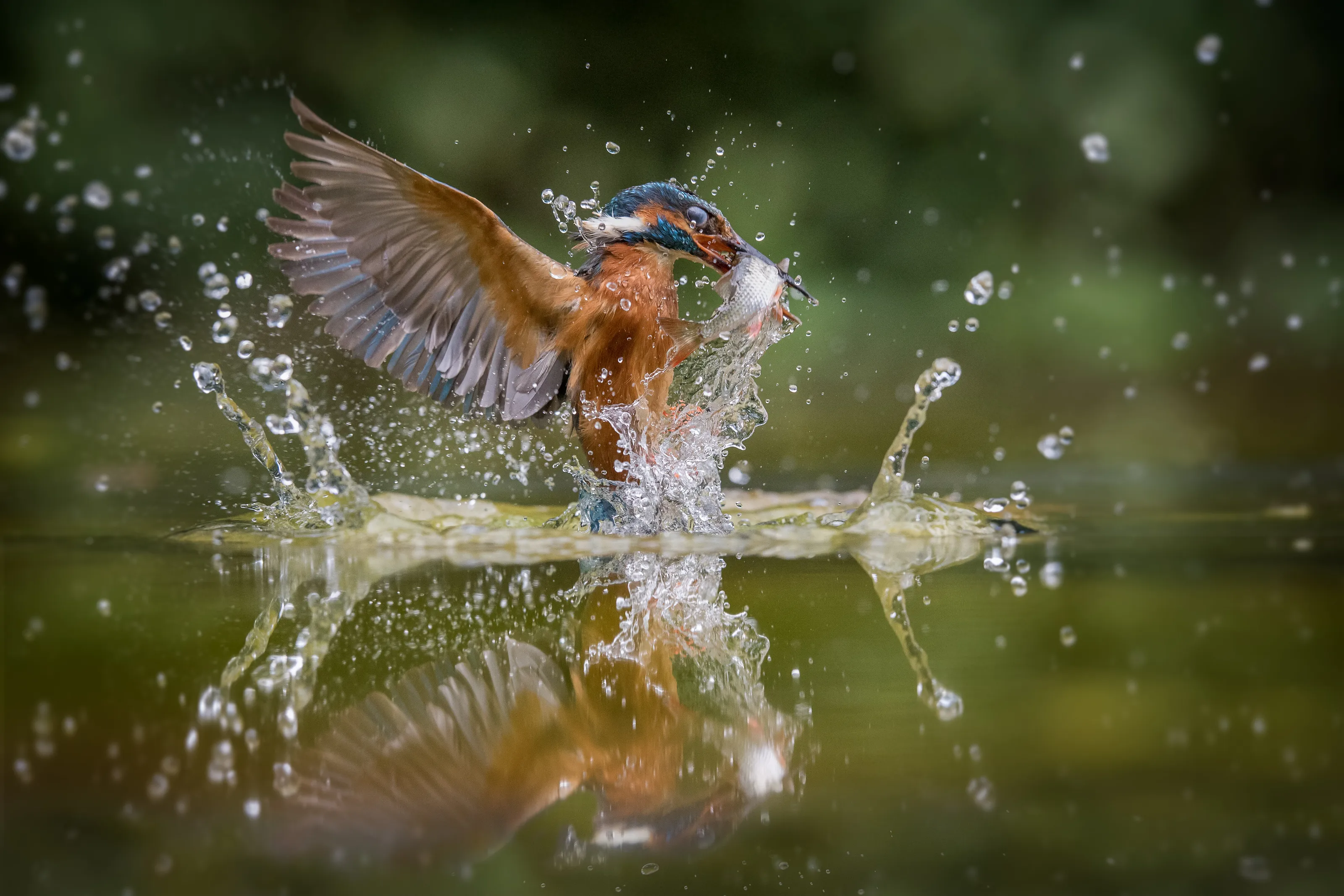 Rising Kingfisher