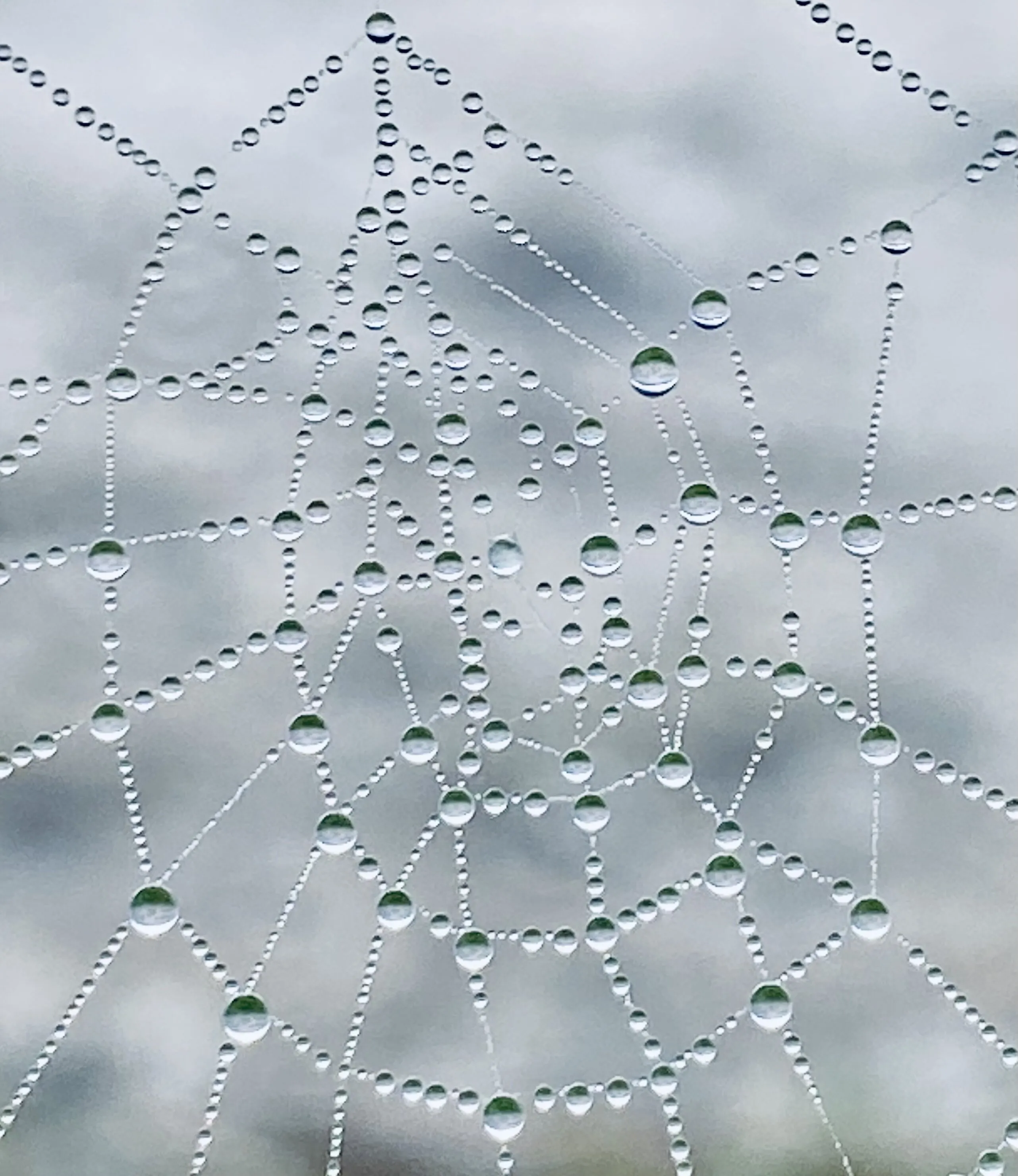 Dew drops on a spider web