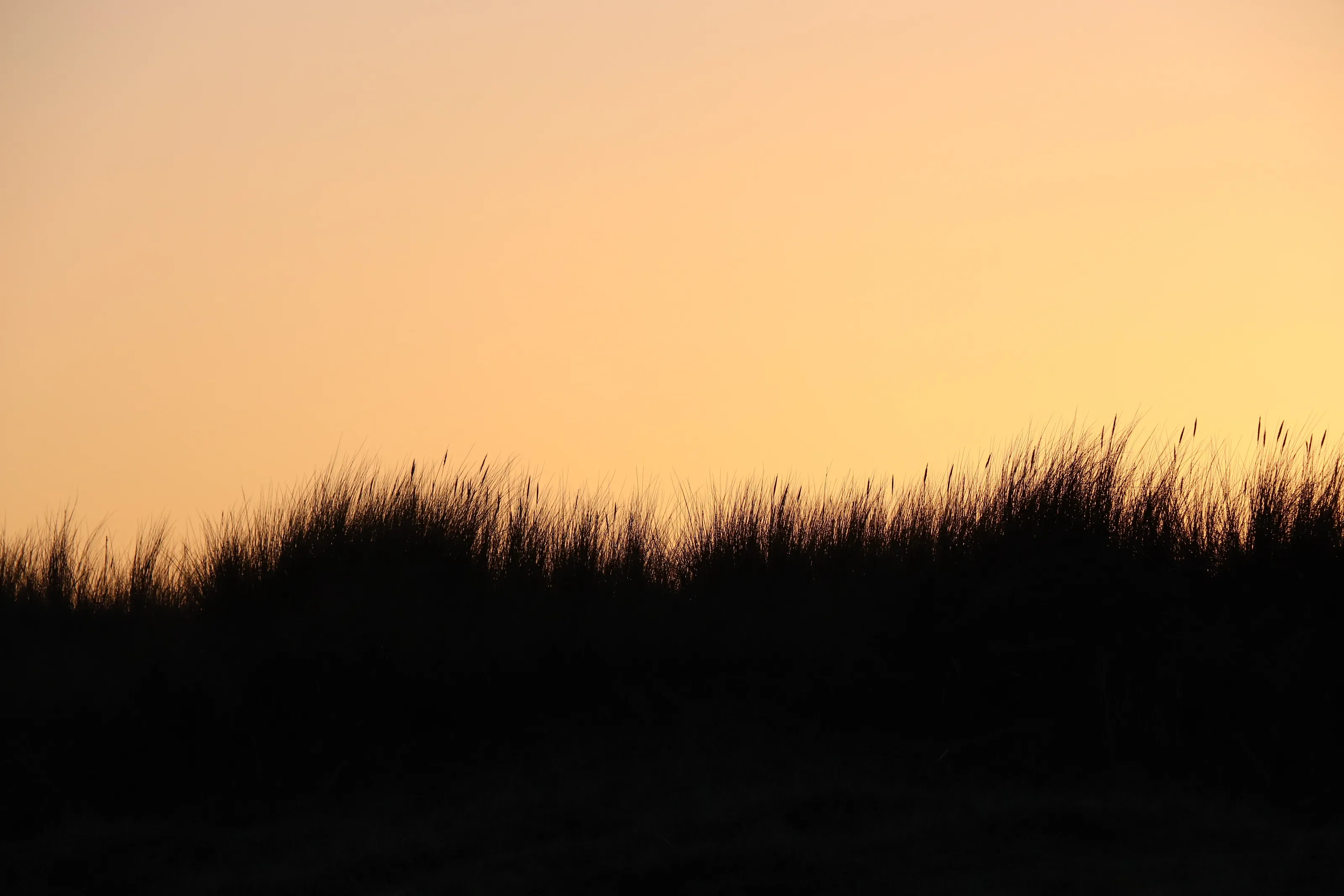 Dune in the sunset
