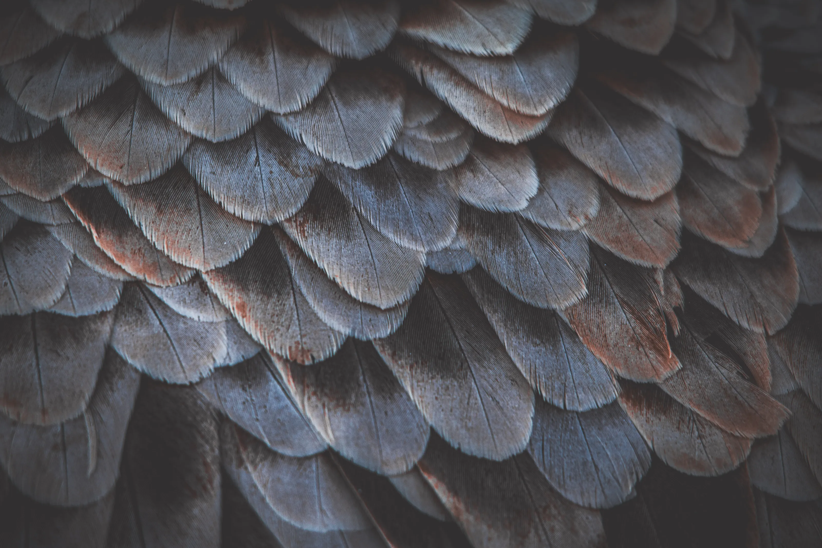 Feathers