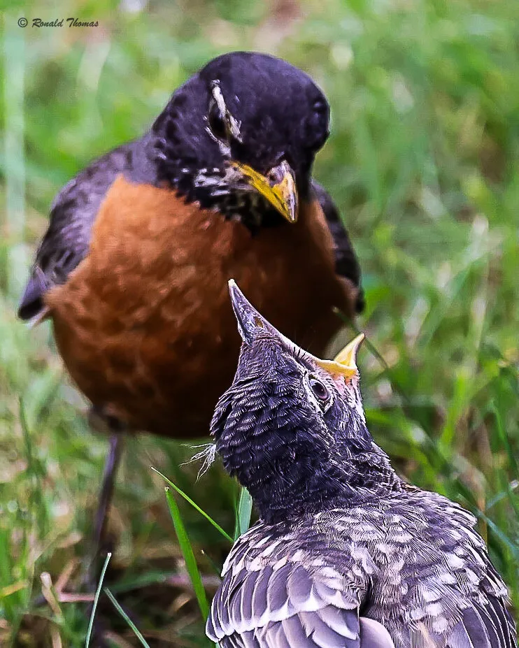 Hungry chick with mother robin.