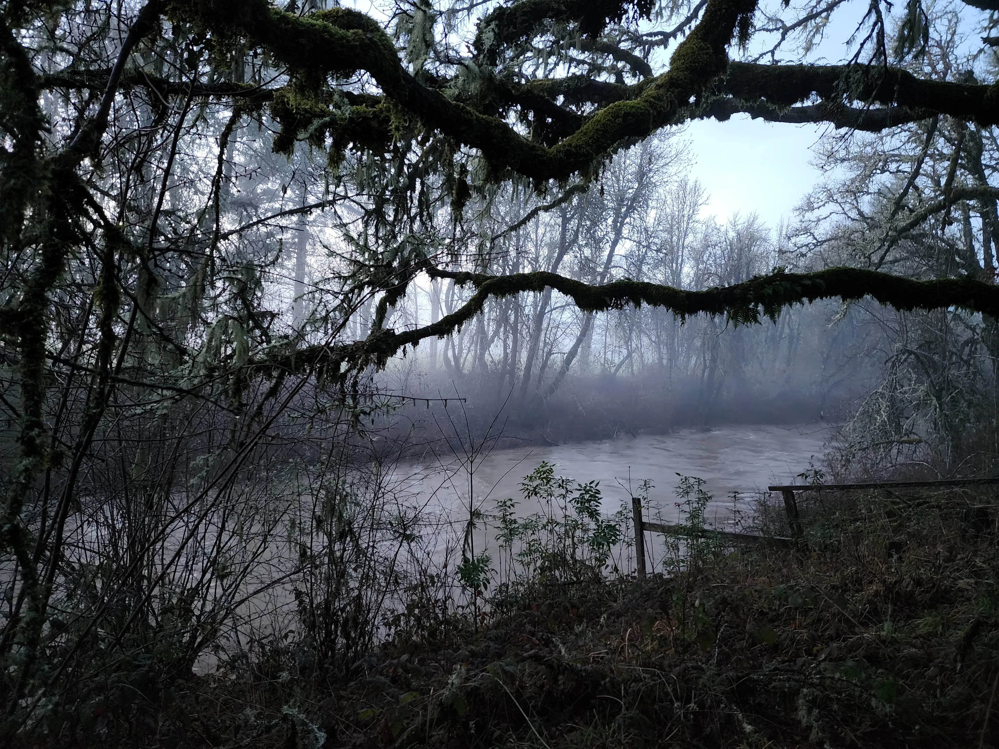 Willamina Creek in the fog