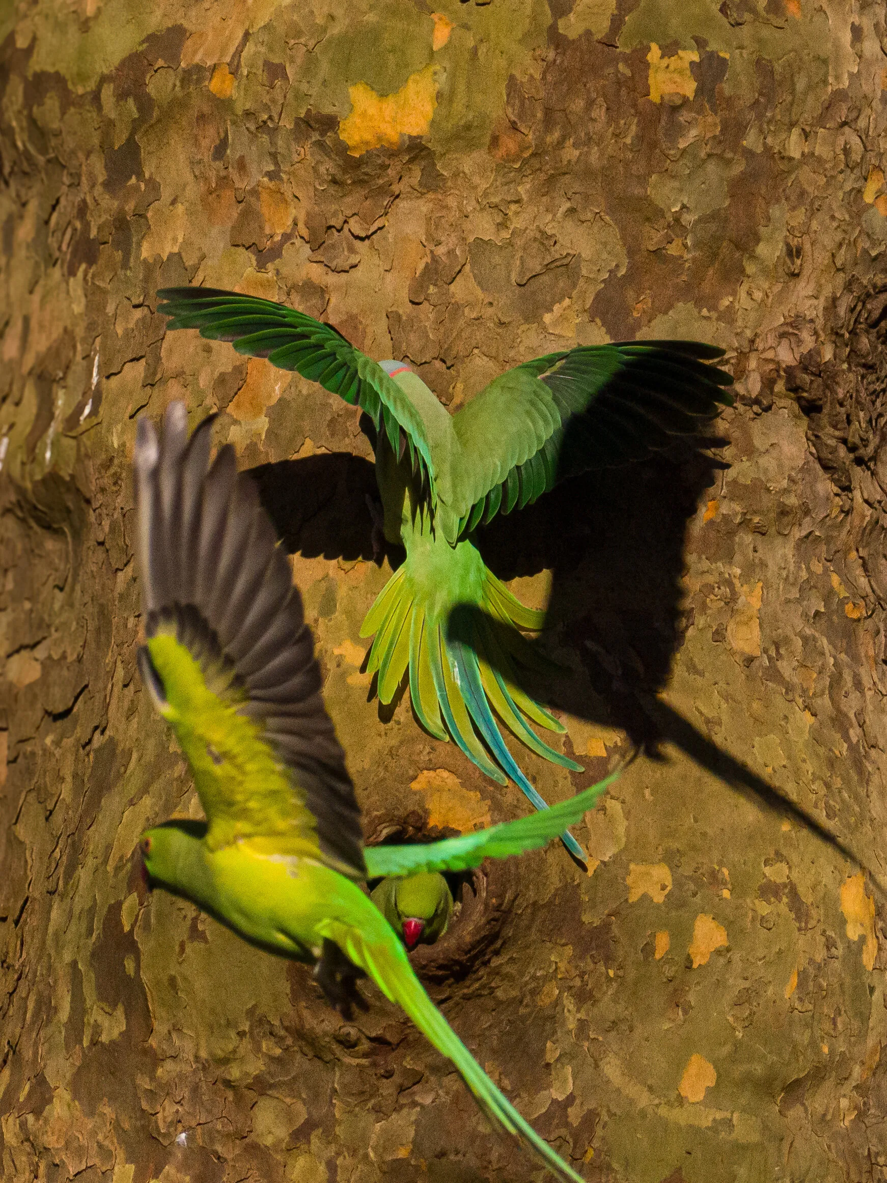 Parakeets
