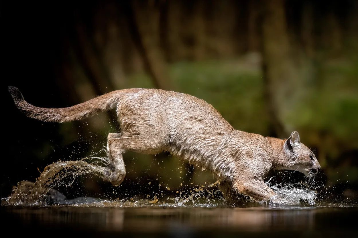 Mountain Lion Jump