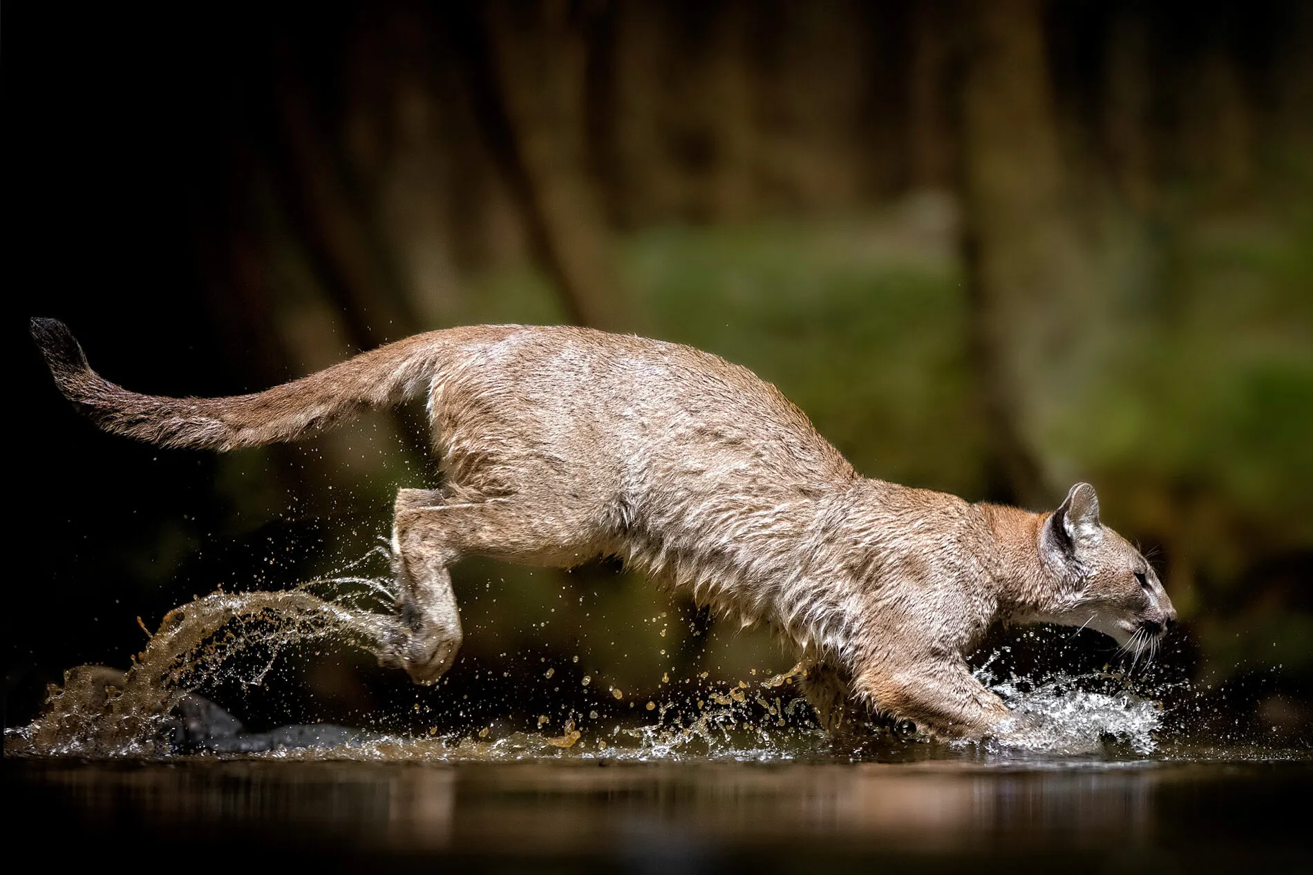 Mountain Lion Jump