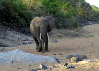 Elephant