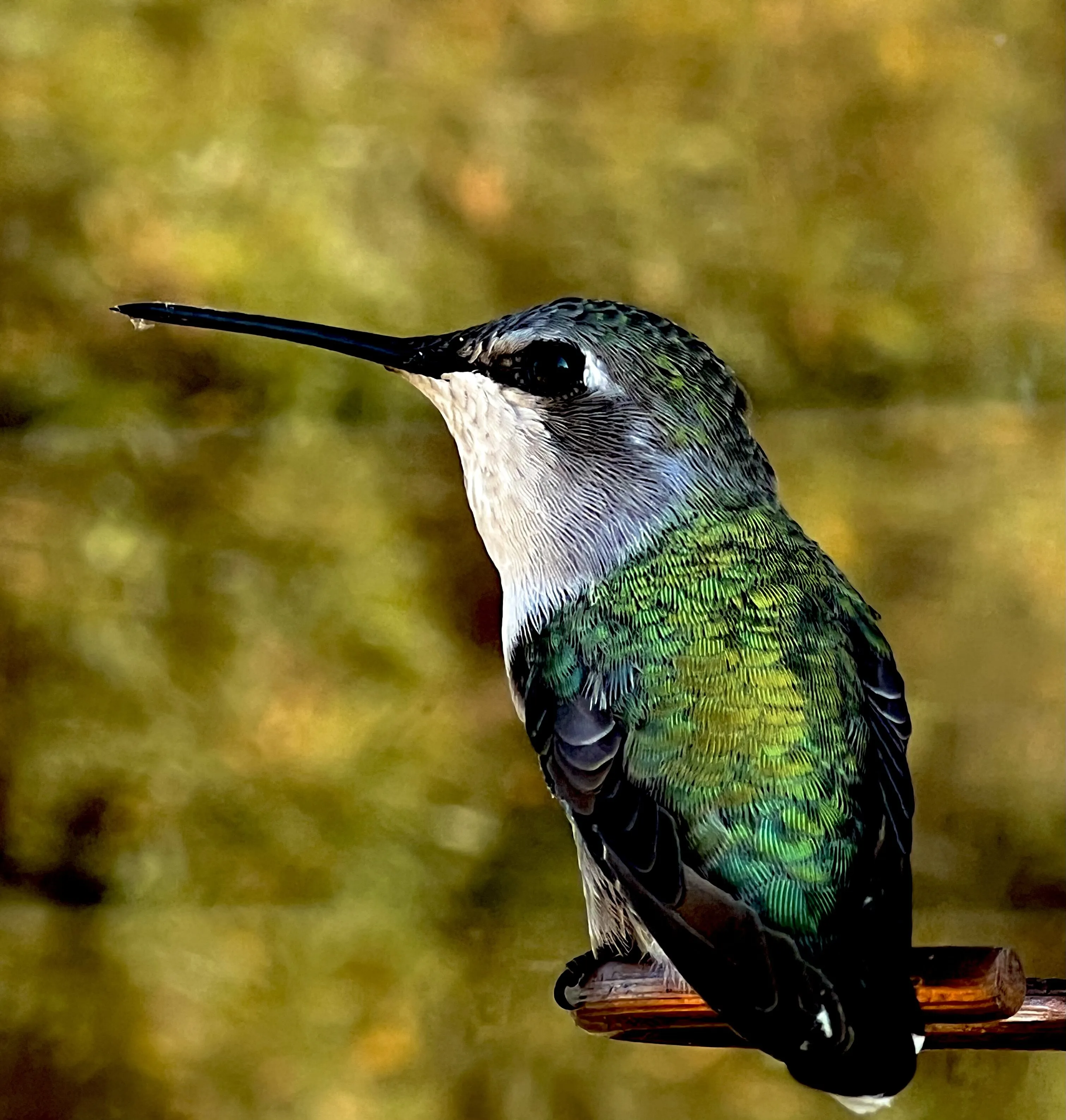 Hummingbird