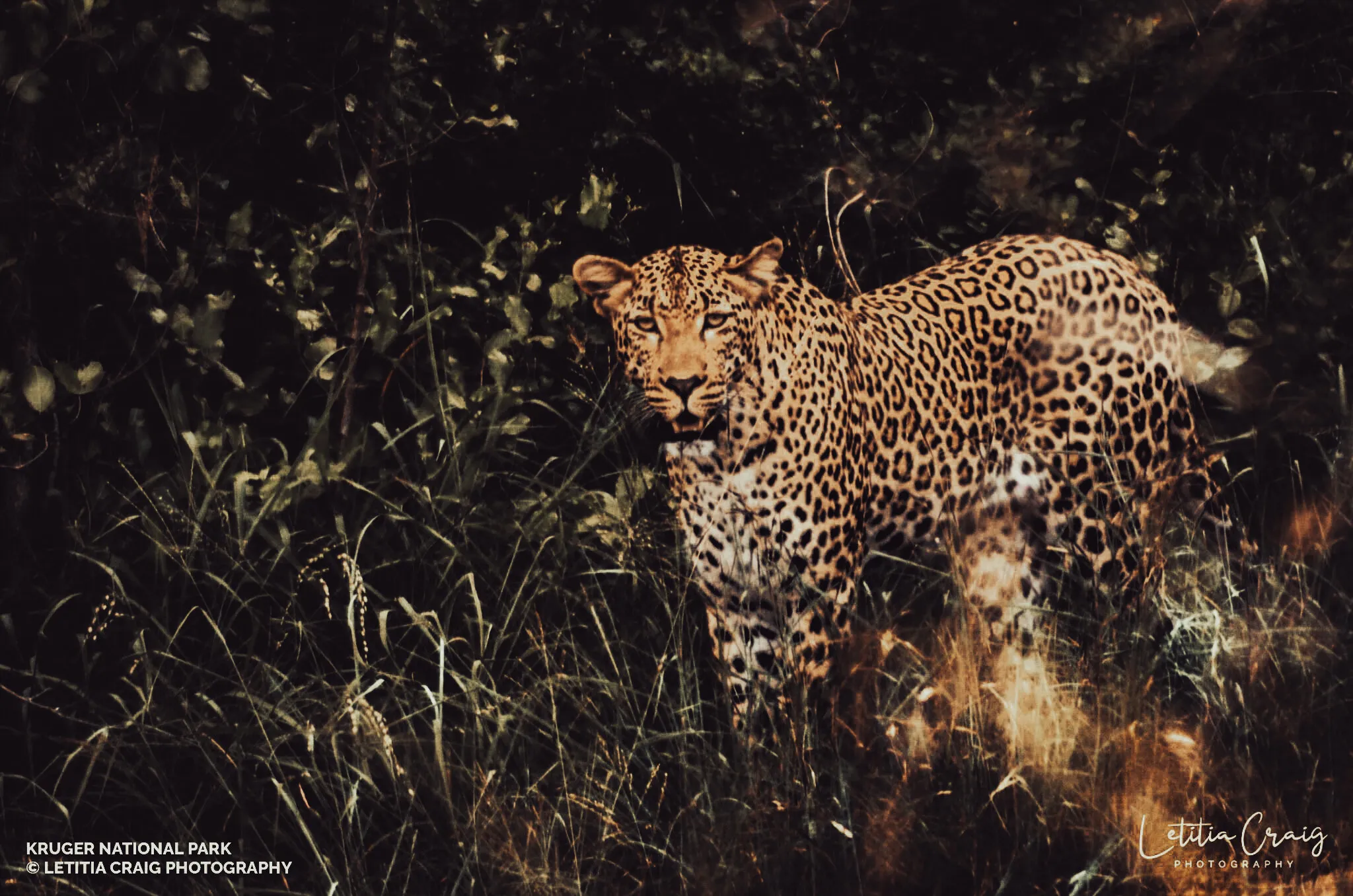 Leopard