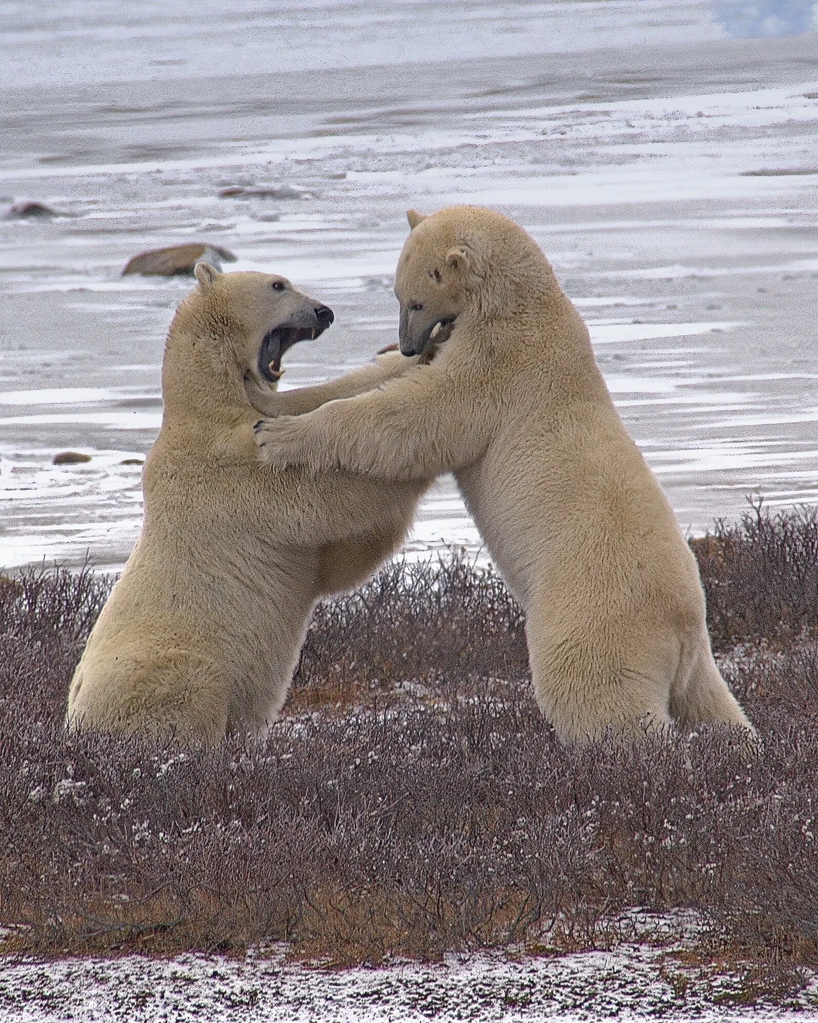Polar Bears at Play