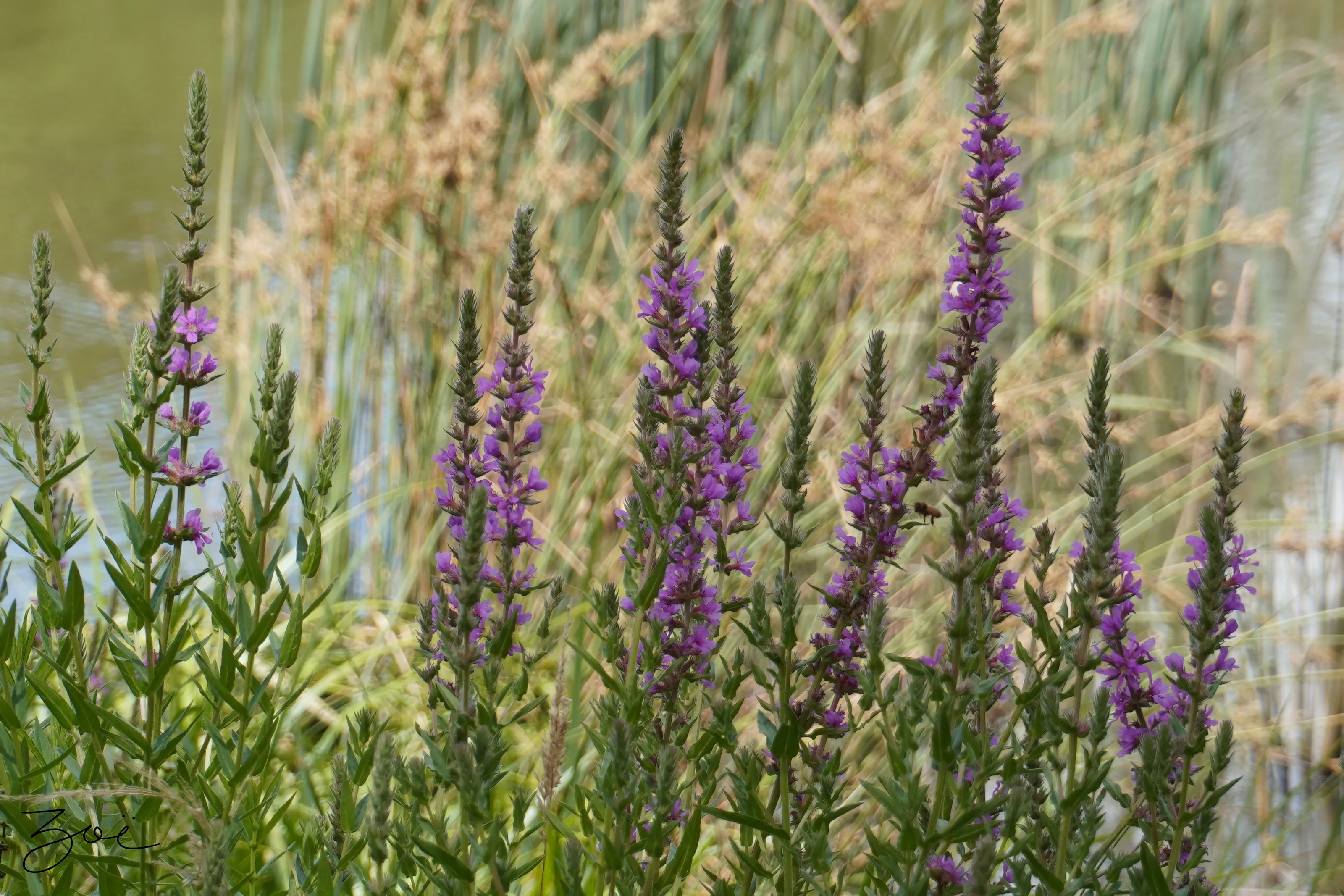 Miss Lavender