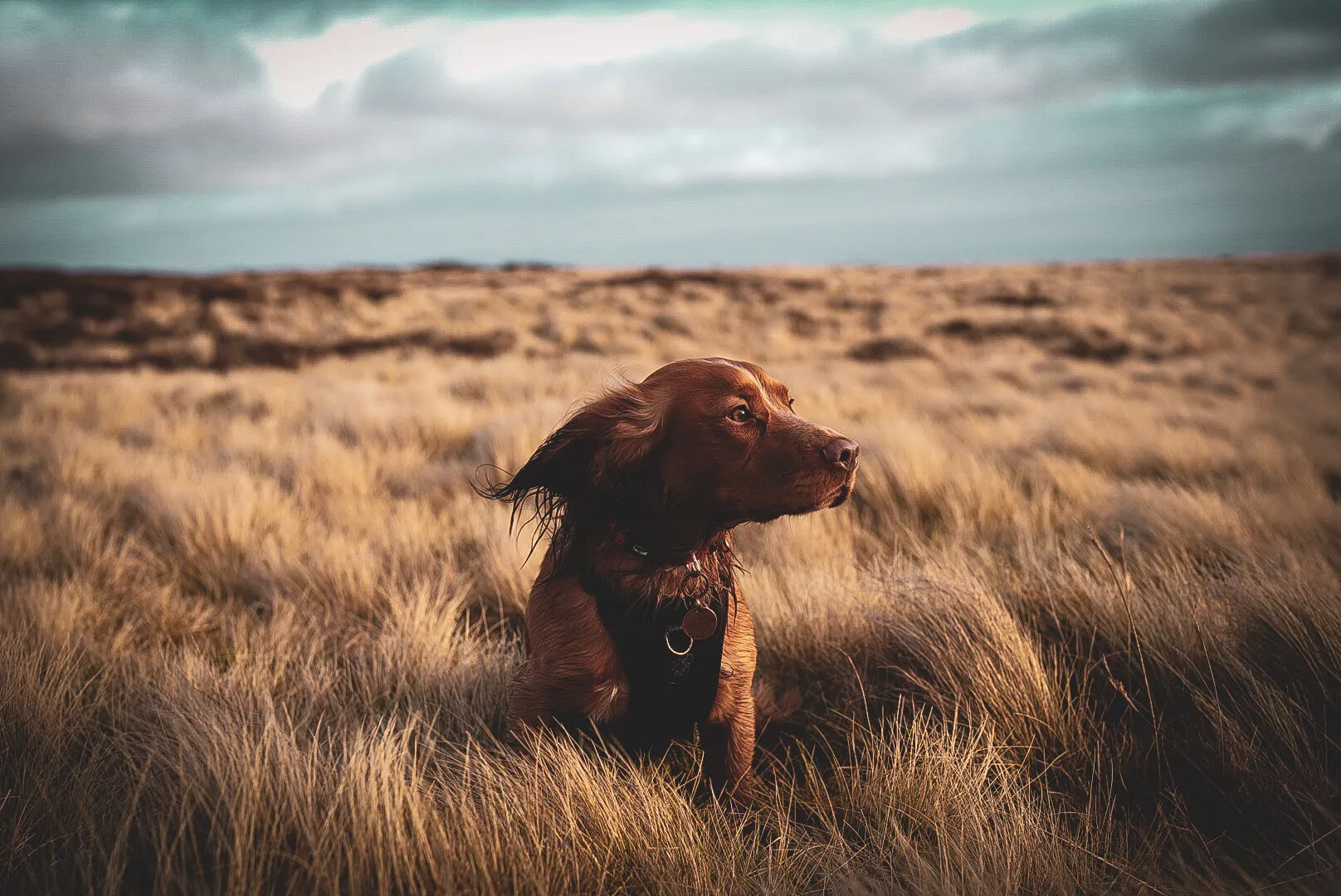 Ralph: Carrock Fell
