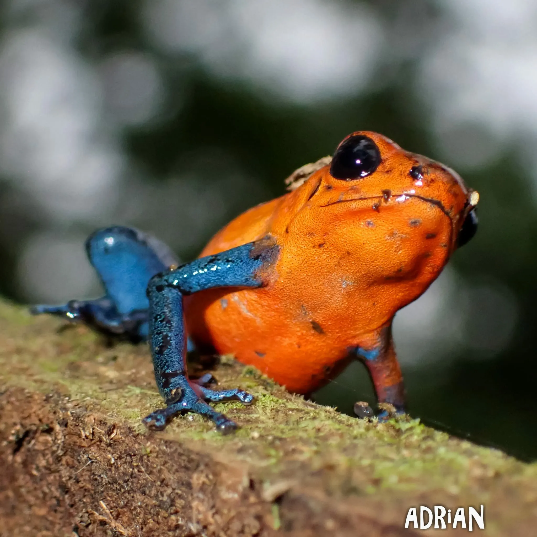Blue Jean Frog